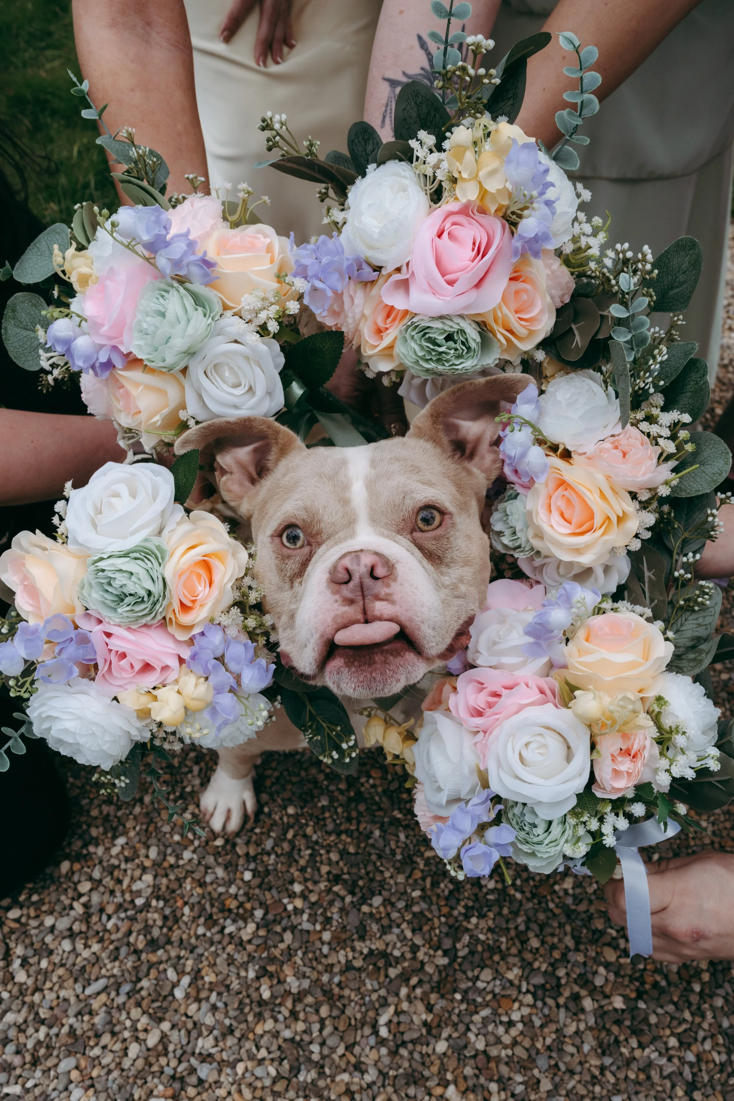 A dog with a tan and white coat, blue eyes, and an expressive face, peeking through a colorful floral wreath consisting of roses, peonies, and other flowers in pastel shades of pink, white, purple, and cream, with green leaves and eucalyptus. Two people are holding the wreath, with only part of their arms and torsos visible, standing on a gravel surface outdoors.
