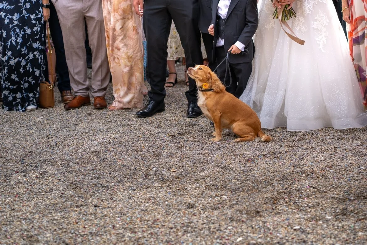 A group of people dressed in formal attire standing outdoors on gravel, with a small brown dog sitting on the ground, wearing a collar with a sunflower and on a leash.
