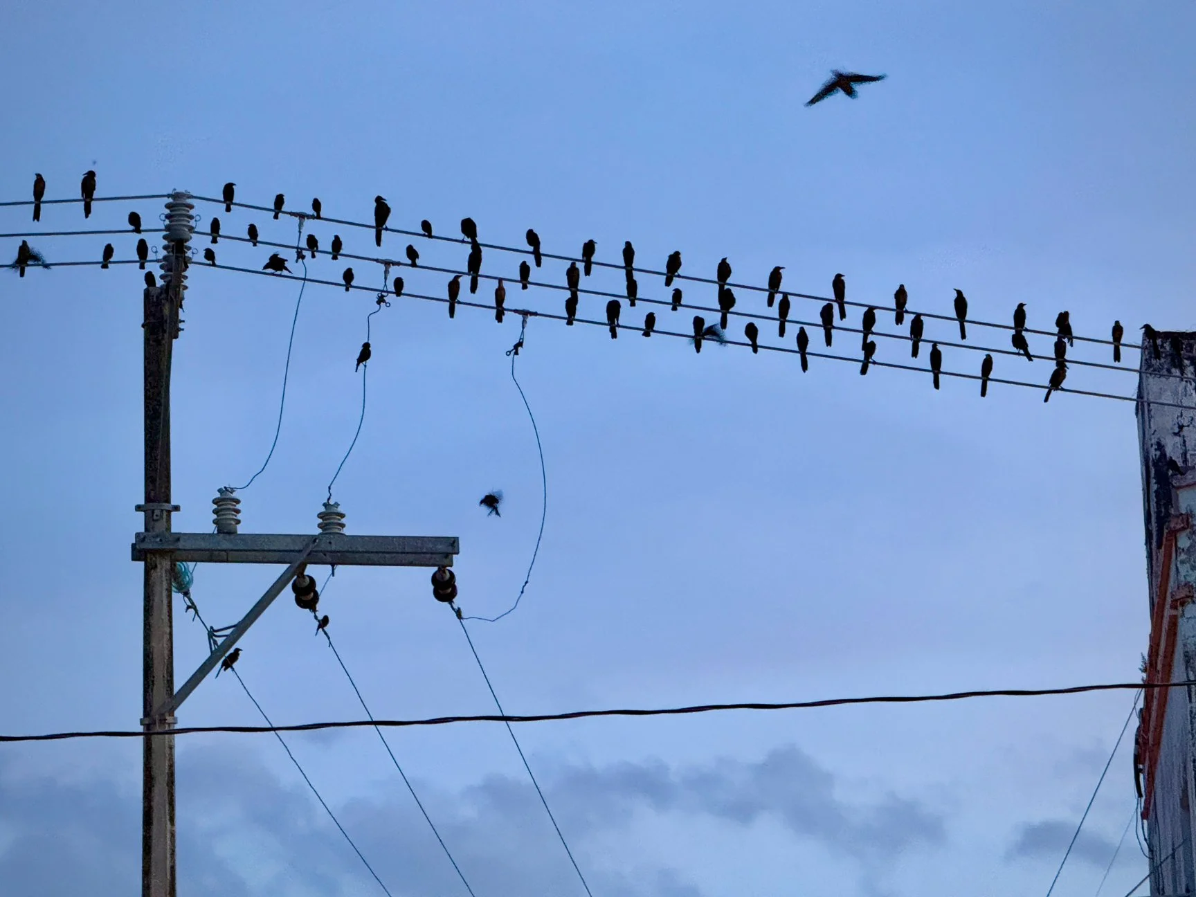 More birdies! Thousands come to the parque every night around 6:00p
Tonolá, Chiapas, Mexico