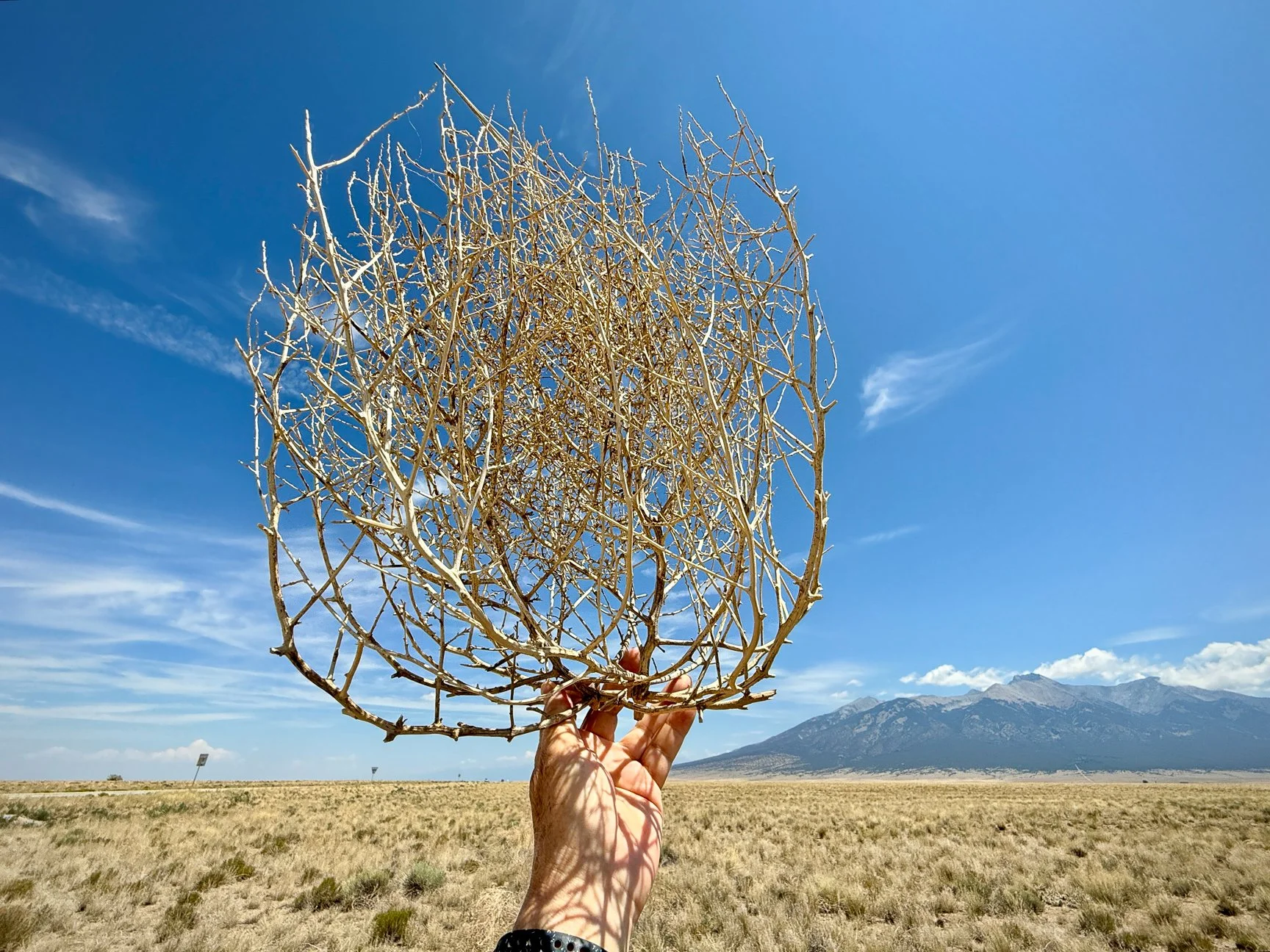 This tumbleweed actually blew up against my leg. Begging for a photo! Built for tumblin'.