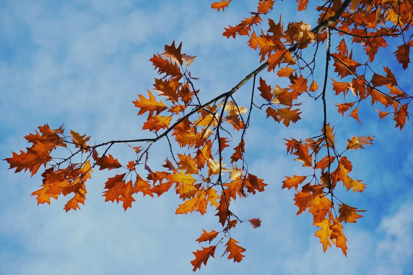 An Autumn morning by the Nature Pool

#autumnleaves #outdoorspace #biodiversity #shrewsbury #shropshirehills