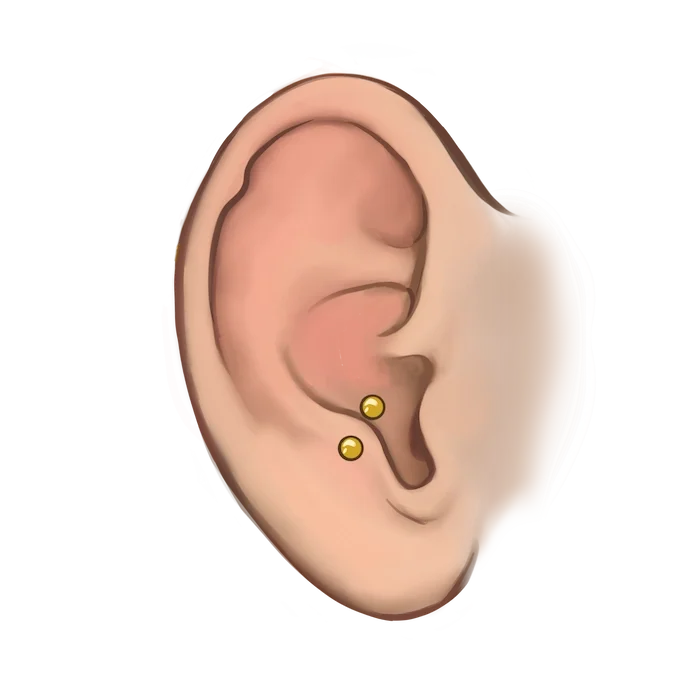 Anti Tragus .webp
