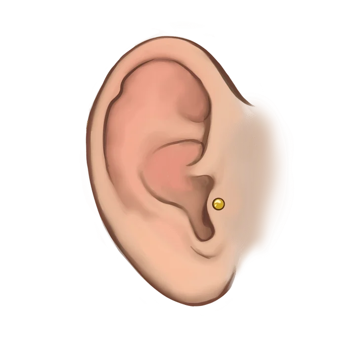 Tragus.webp