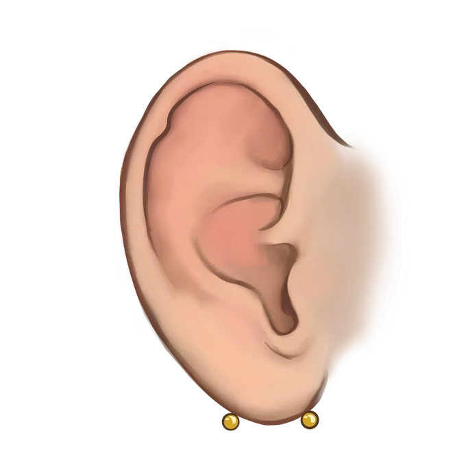 Lobe trasversal.webp