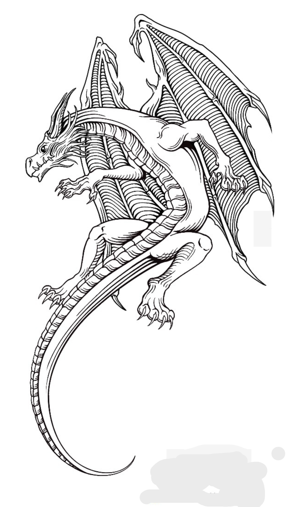 IMG_1251.PNG