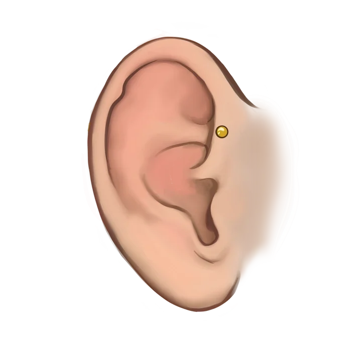 Anti hélix .webp