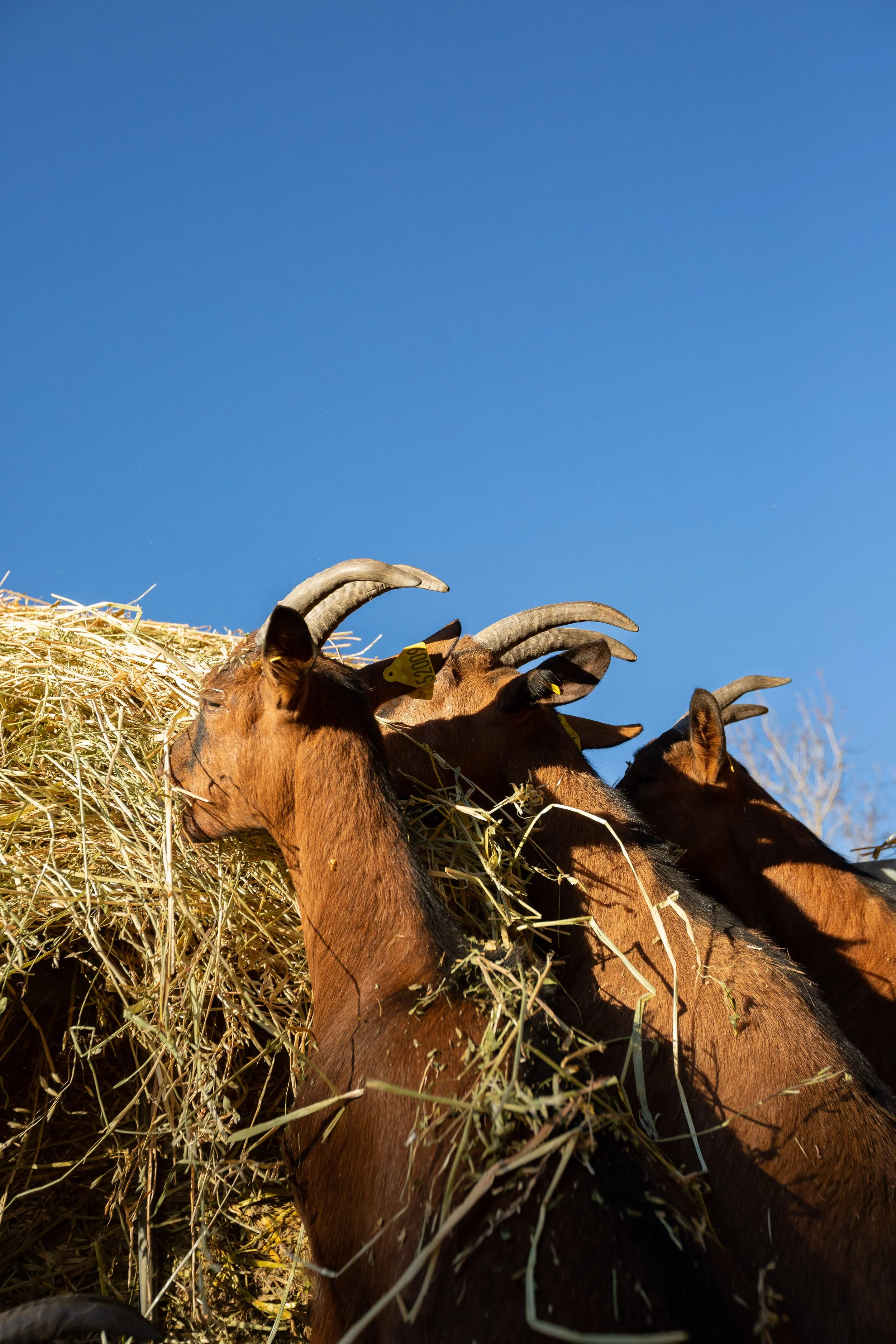 LES FROMAGES D'HENRI