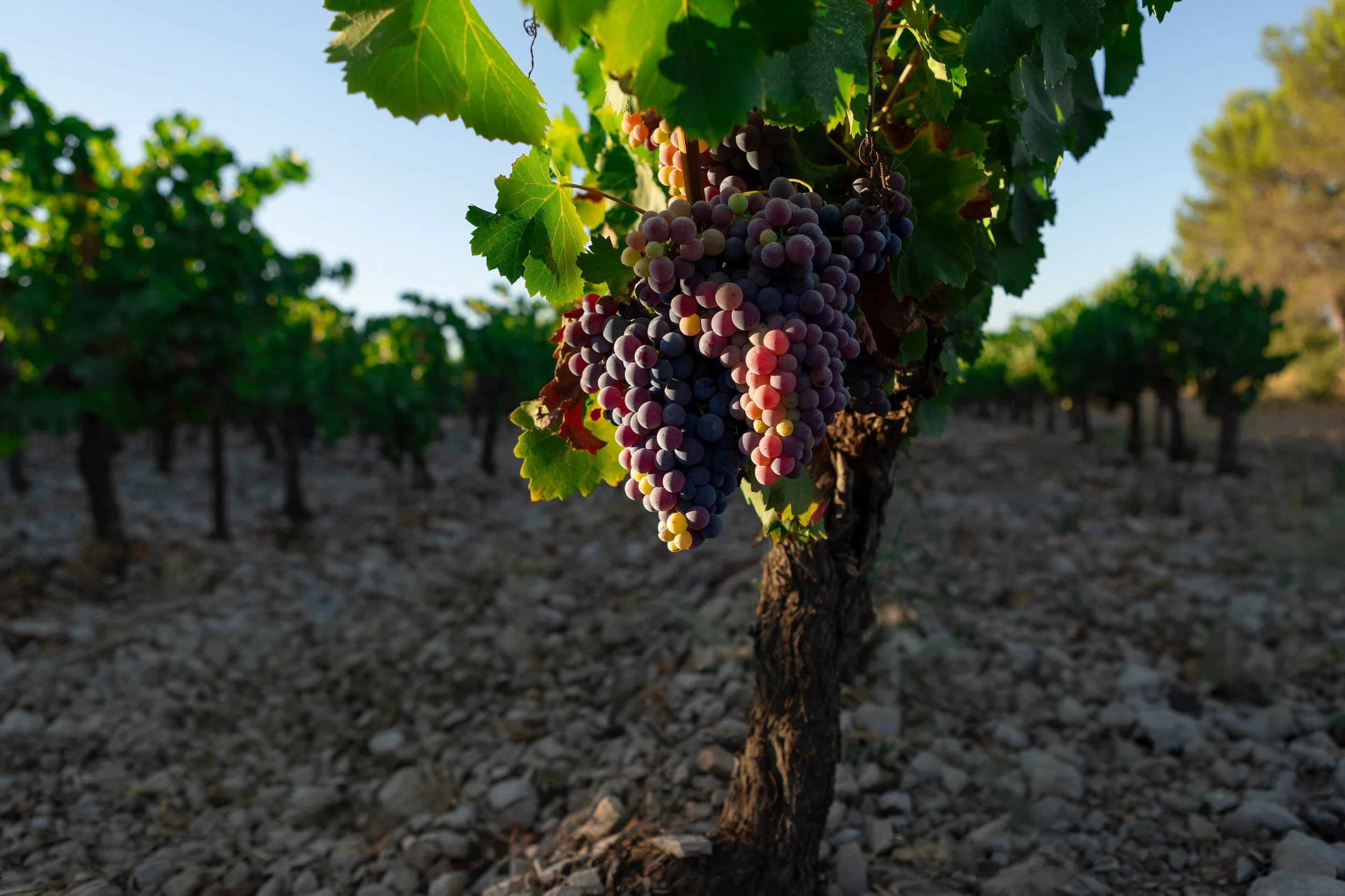 V&B-031.jpg
