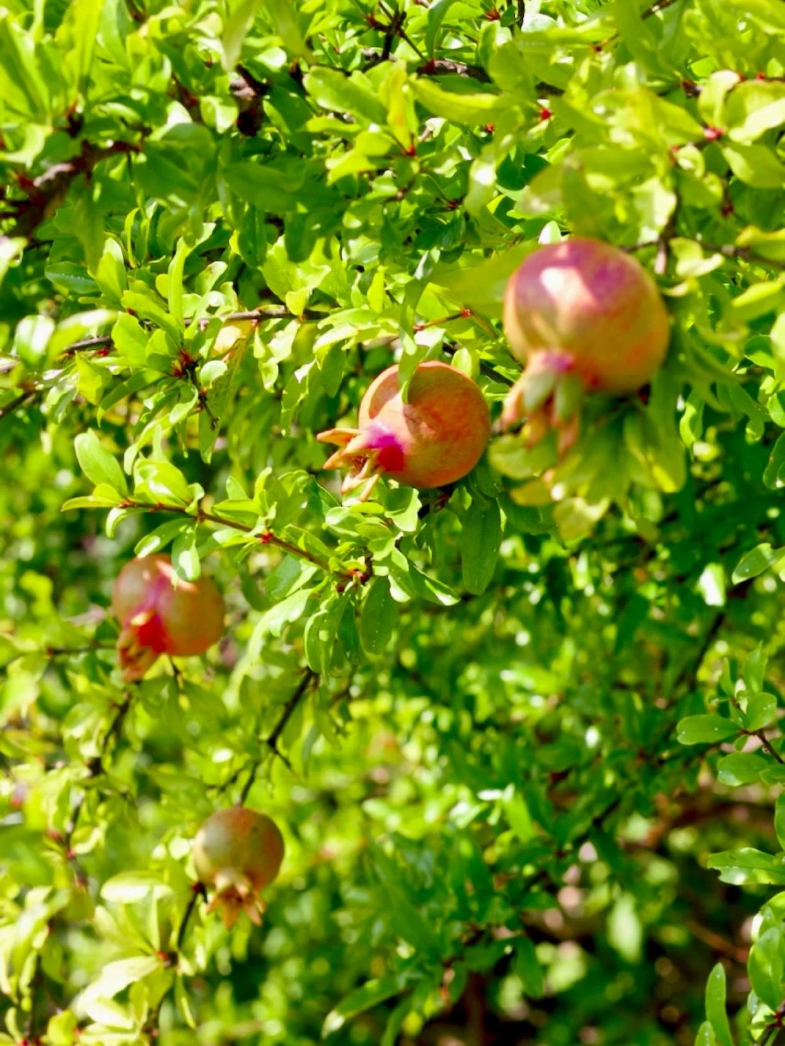 Notre premi&egrave;re collection est inspir&eacute;e par la grenade 🌿Fruit aux innombrables graines, elle symbolise la fertilit&eacute;, l&rsquo;abondance et le cycle de la vie. Pr&eacute;sente dans les mythes et les traditions spirituelles &agrave;