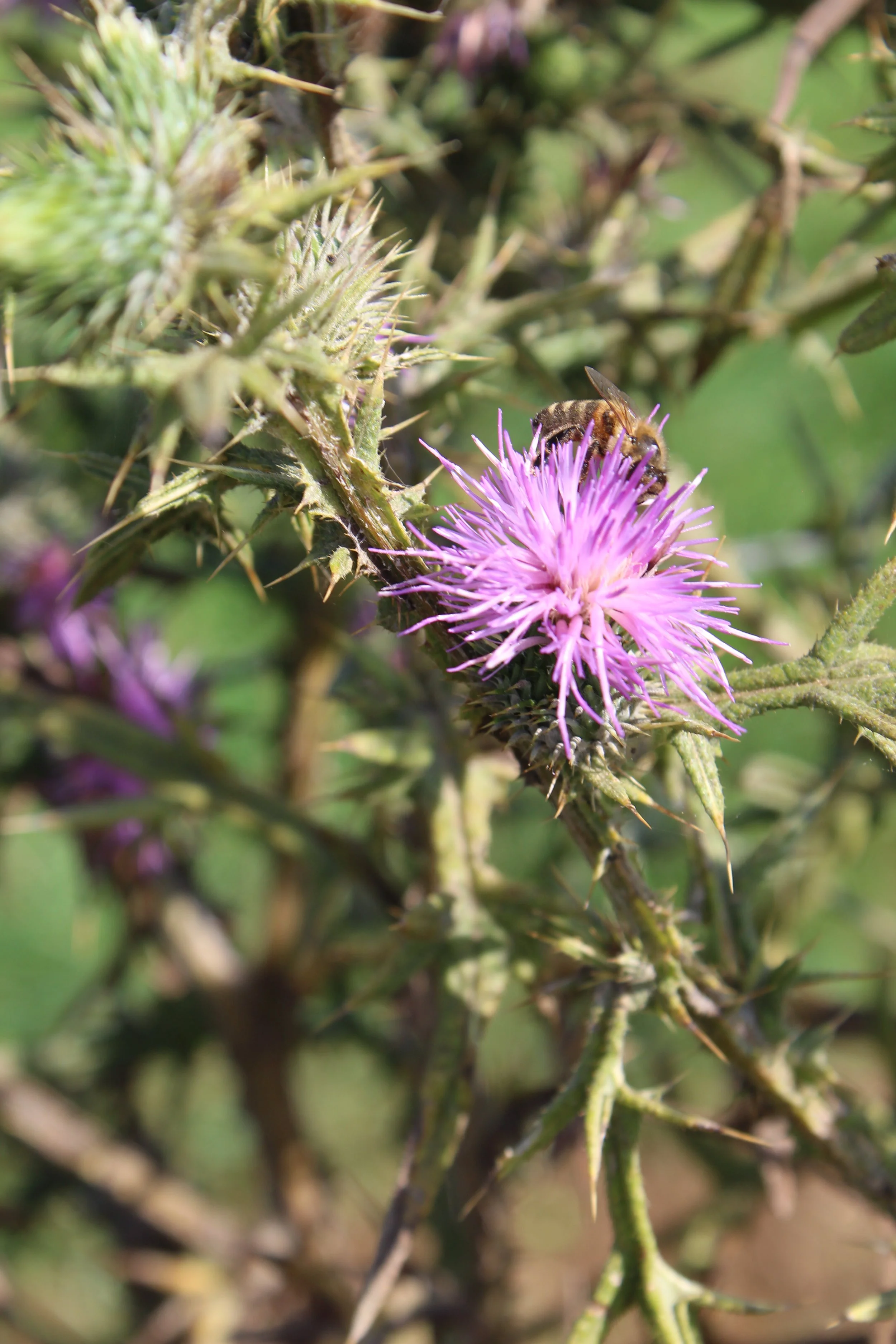 Skincare naturelle au miel by bebee's