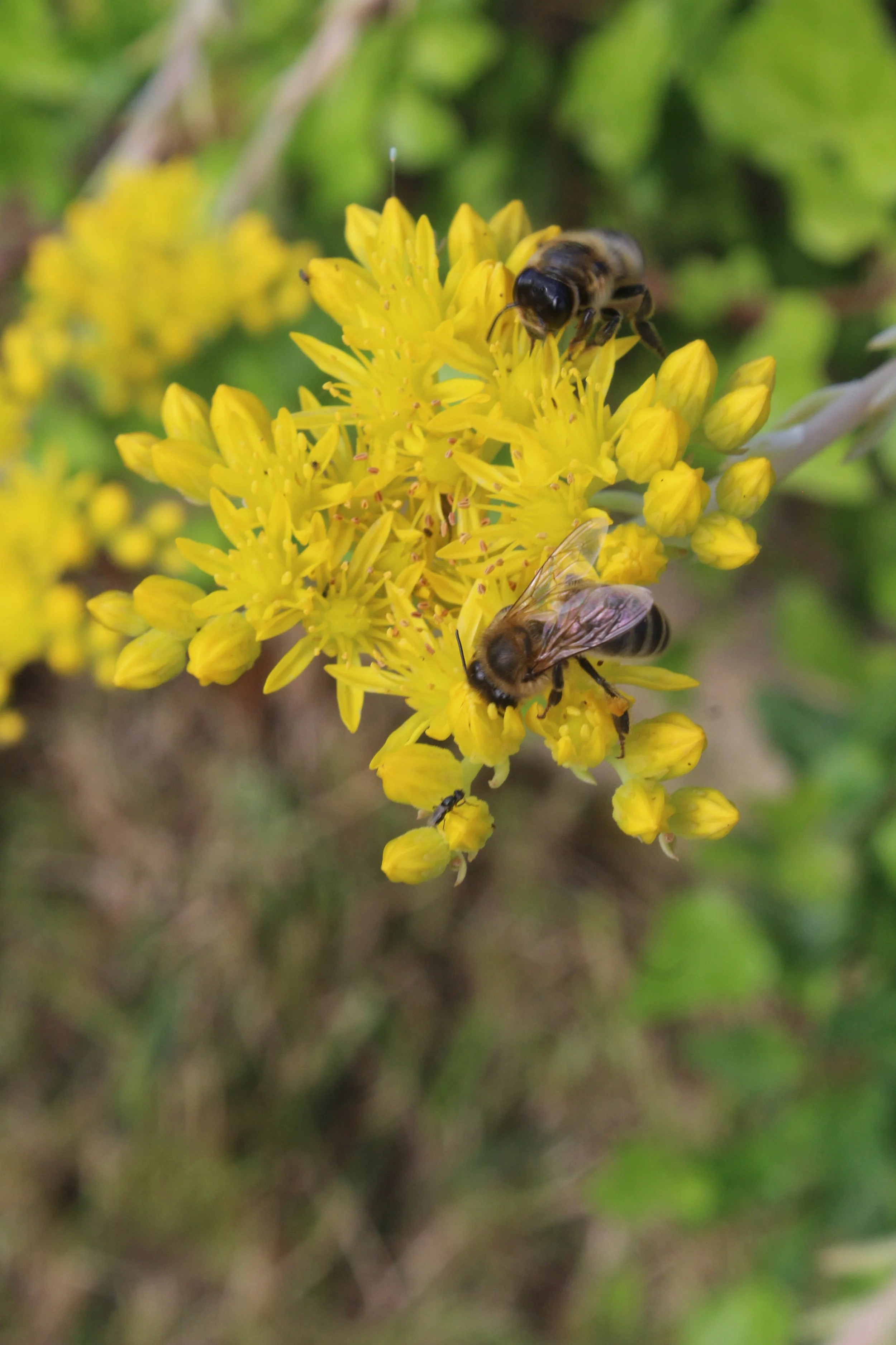 Skincare naturelle et pure, faite avec des ingrédients bios.