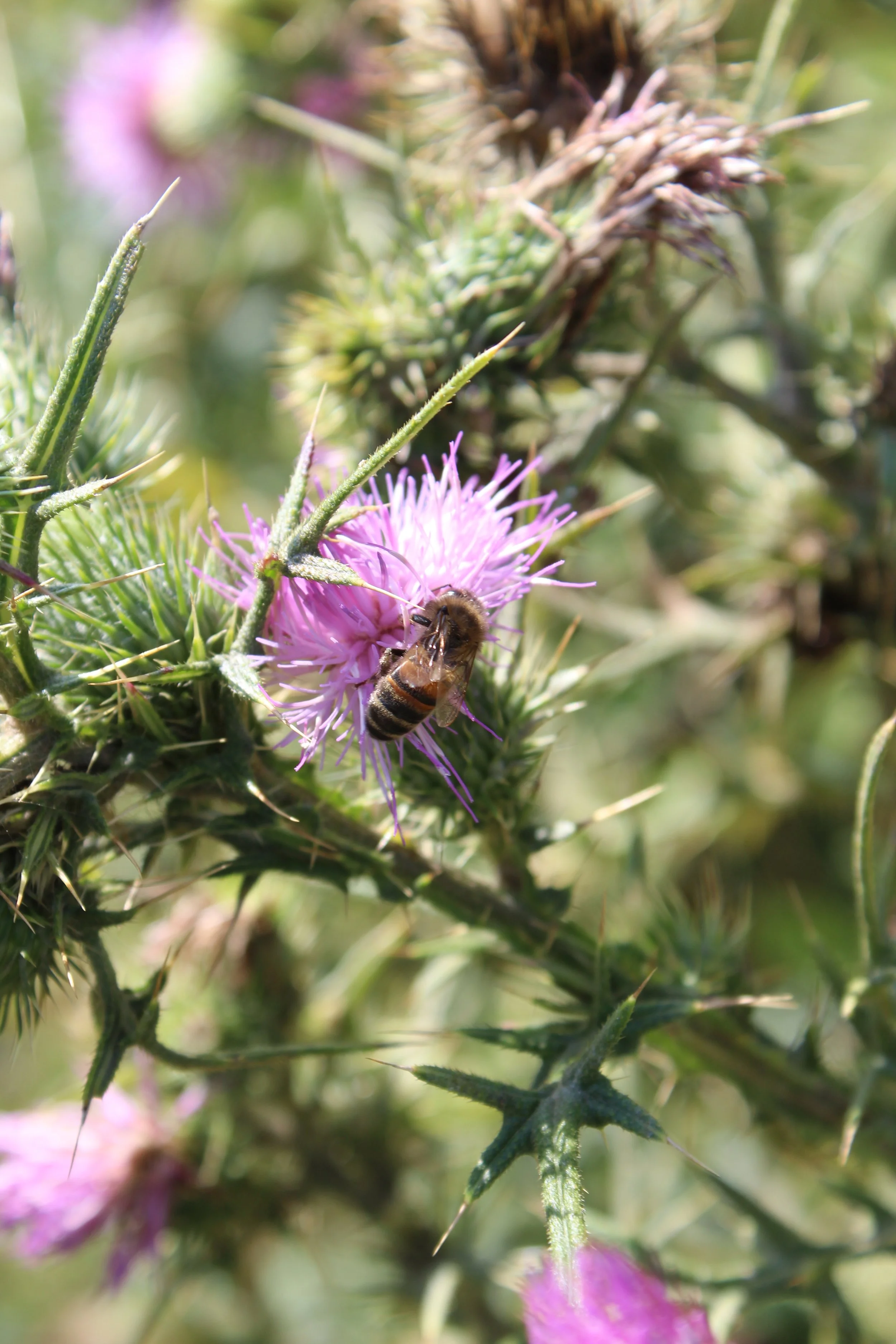 Skincare safe et pure, naturelle et faite avec des ingrédients bios.