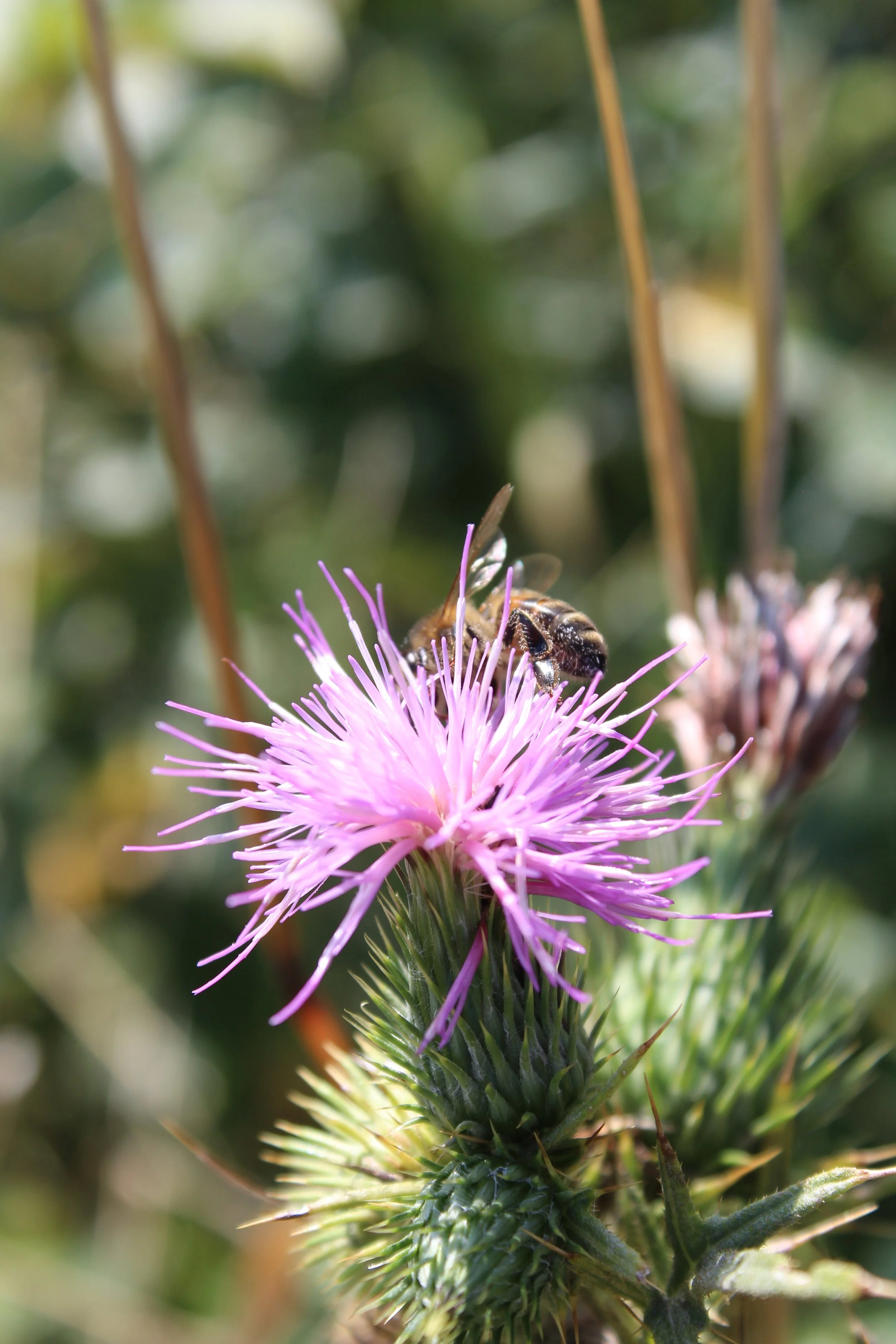 Baume à lèvre au miel : cosmétique naturel