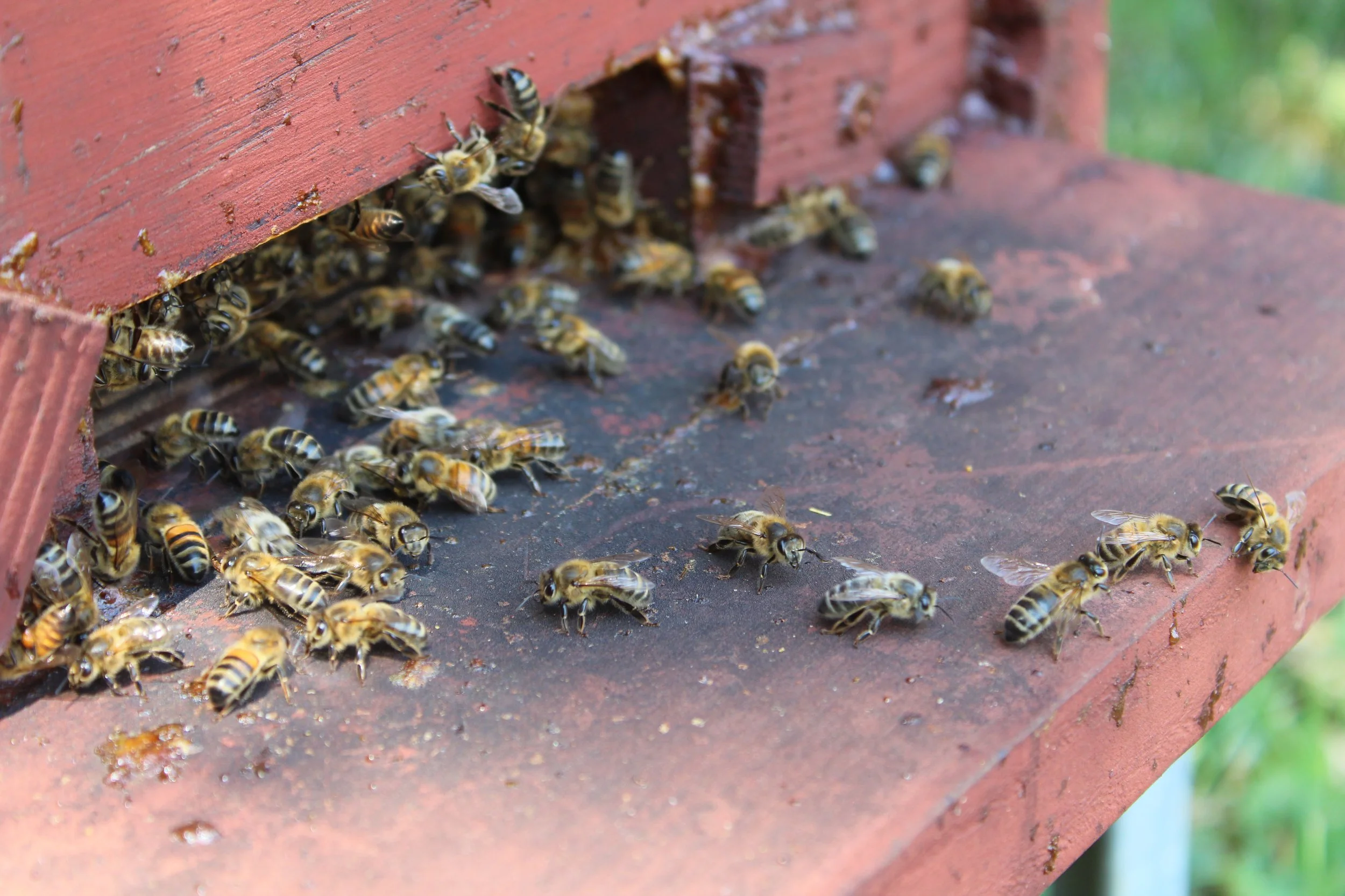 Produits cosmétiques hydratants et régénérateurs pour les lèvres sèches.