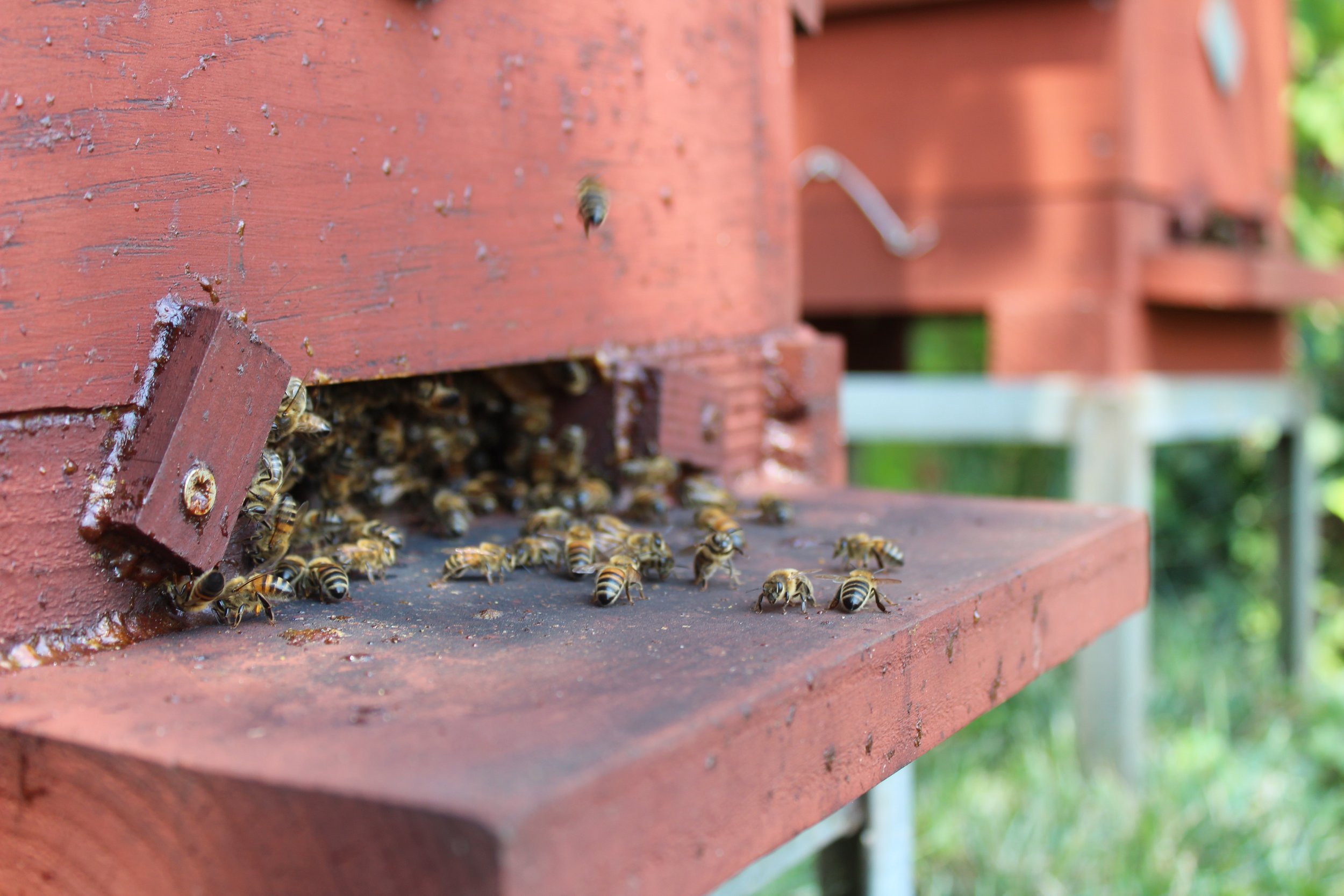 Skincare naturelle au miel : ingrédients bios et sains