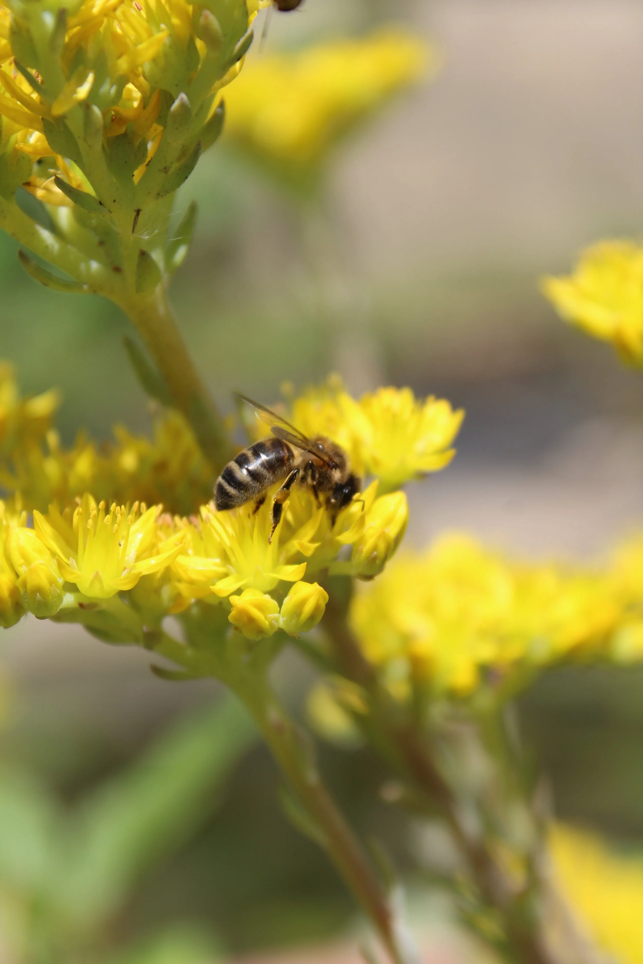 Bebee's : marque de skincare naturelle au miel issus de ses propres abeilles