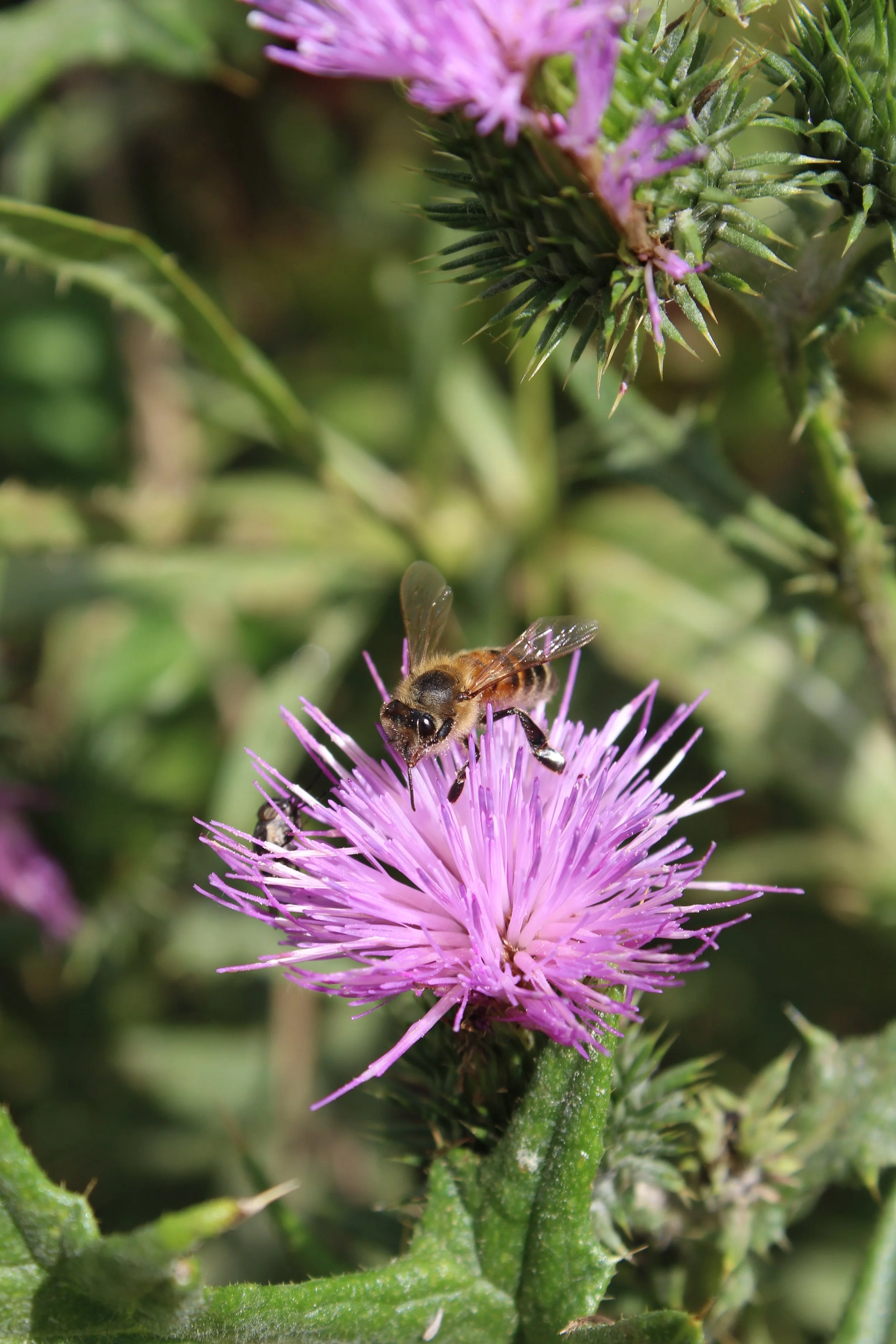 Bebee's : marque de skincare naturelle au miel issus de ses propres ruches