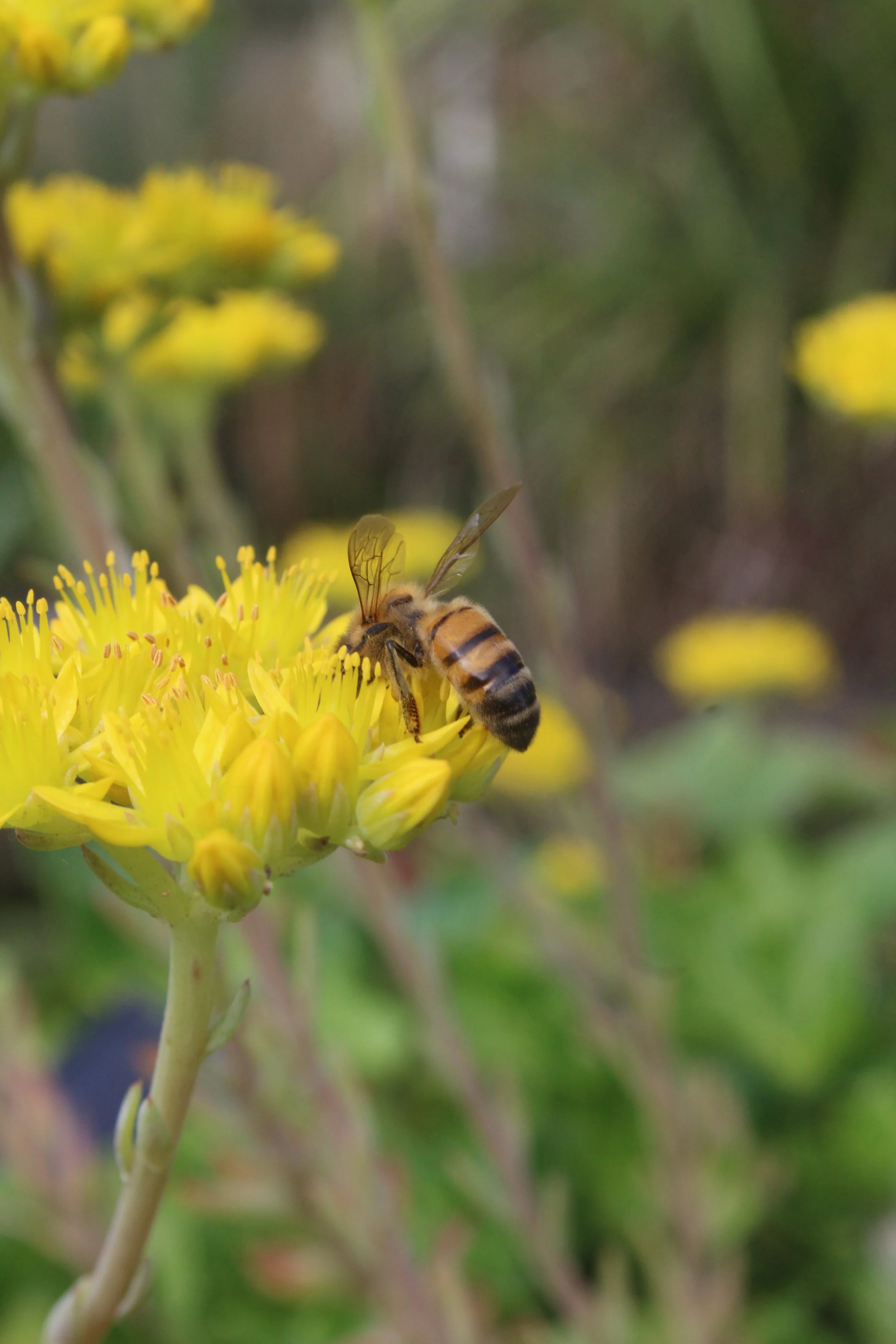 Skincare naturelle au miel : pure et authentique