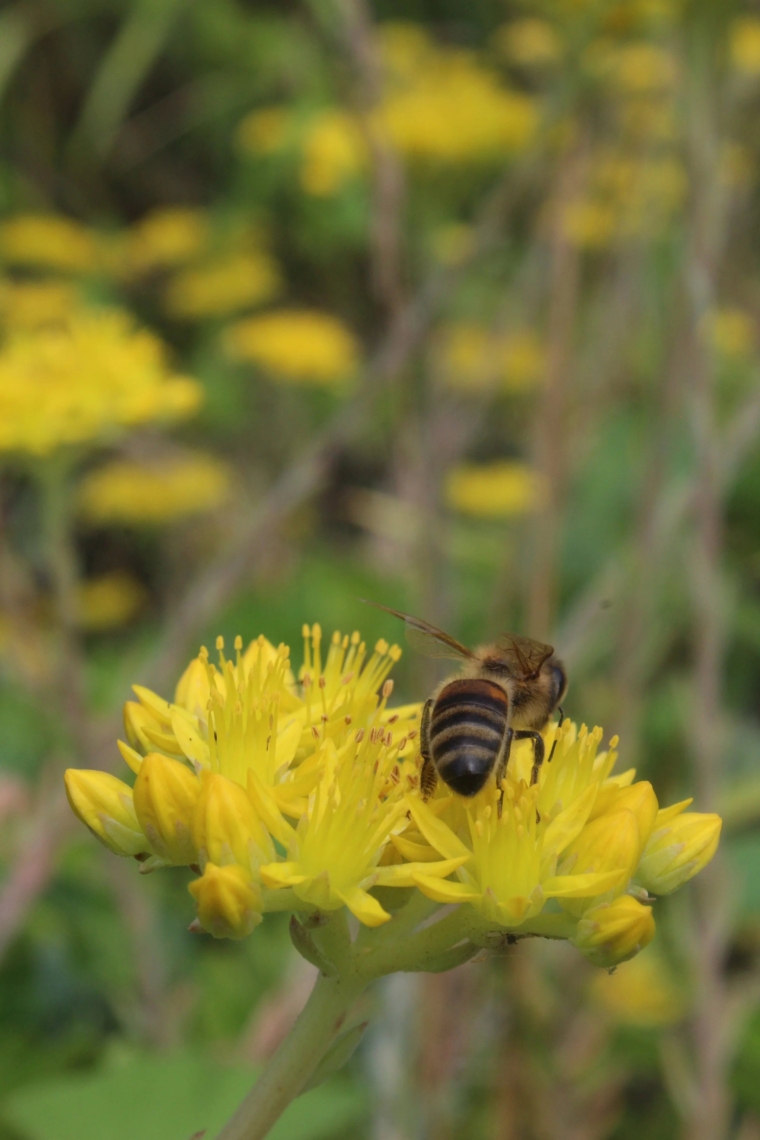 Baume à lèvre naturel au miel : cosmétique naturel