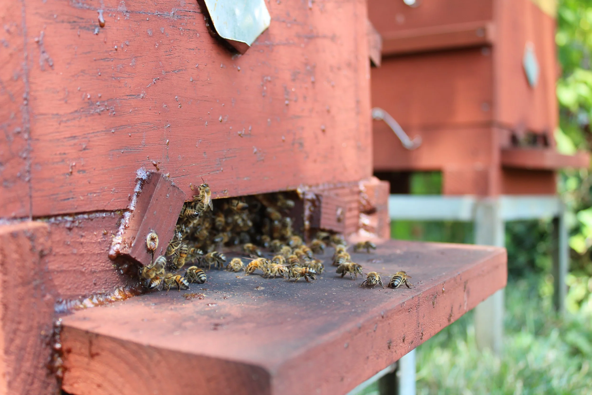 Notre miel et notre cire sont d'une qualité exceptionnelle.