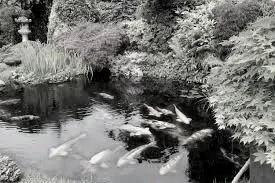 A pond with fish swimming near the surface, surrounded by trees and plants.