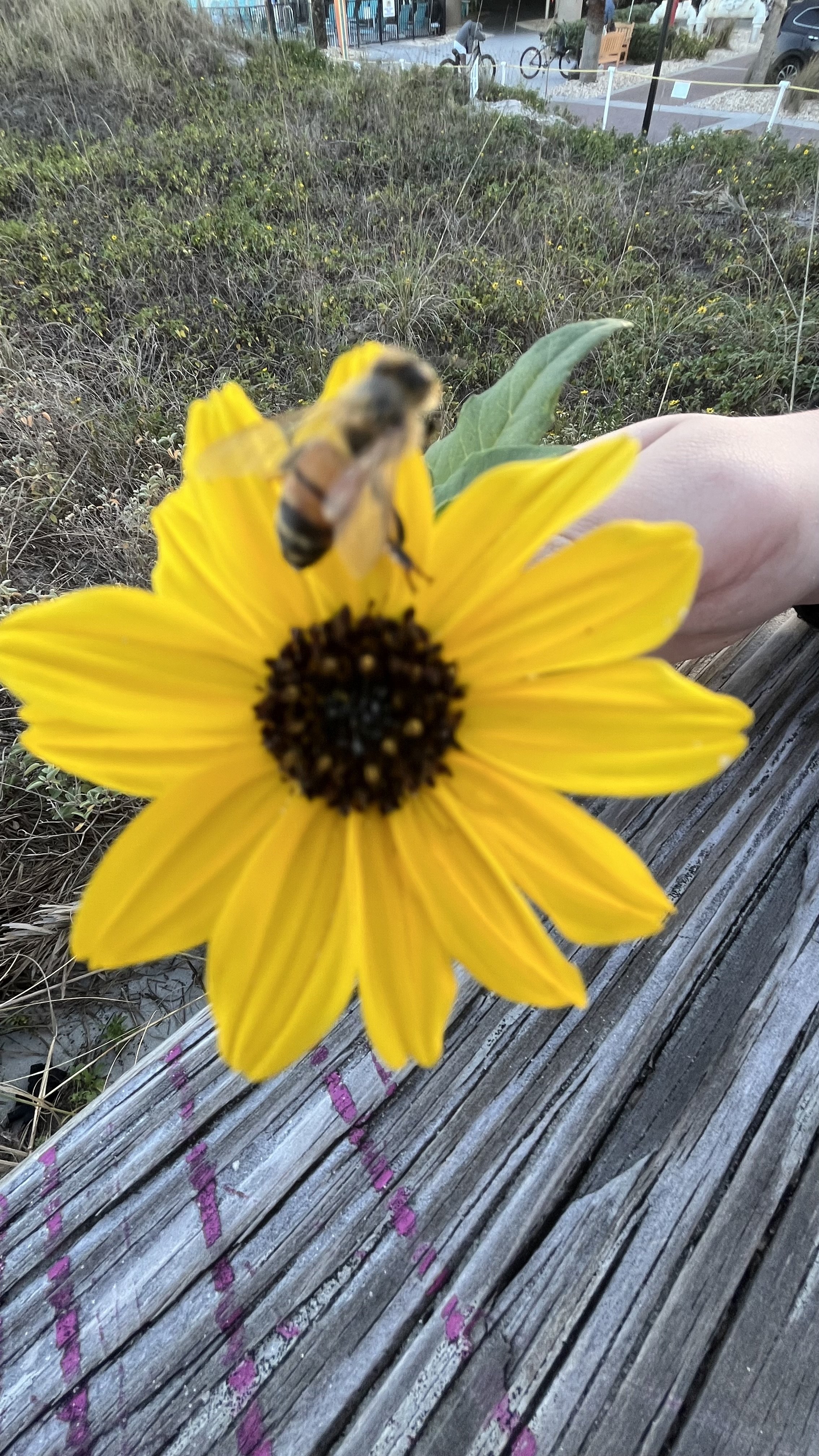 A bee on a bright yellow beach sunflower, with a wooden beach walkover ramp in the background