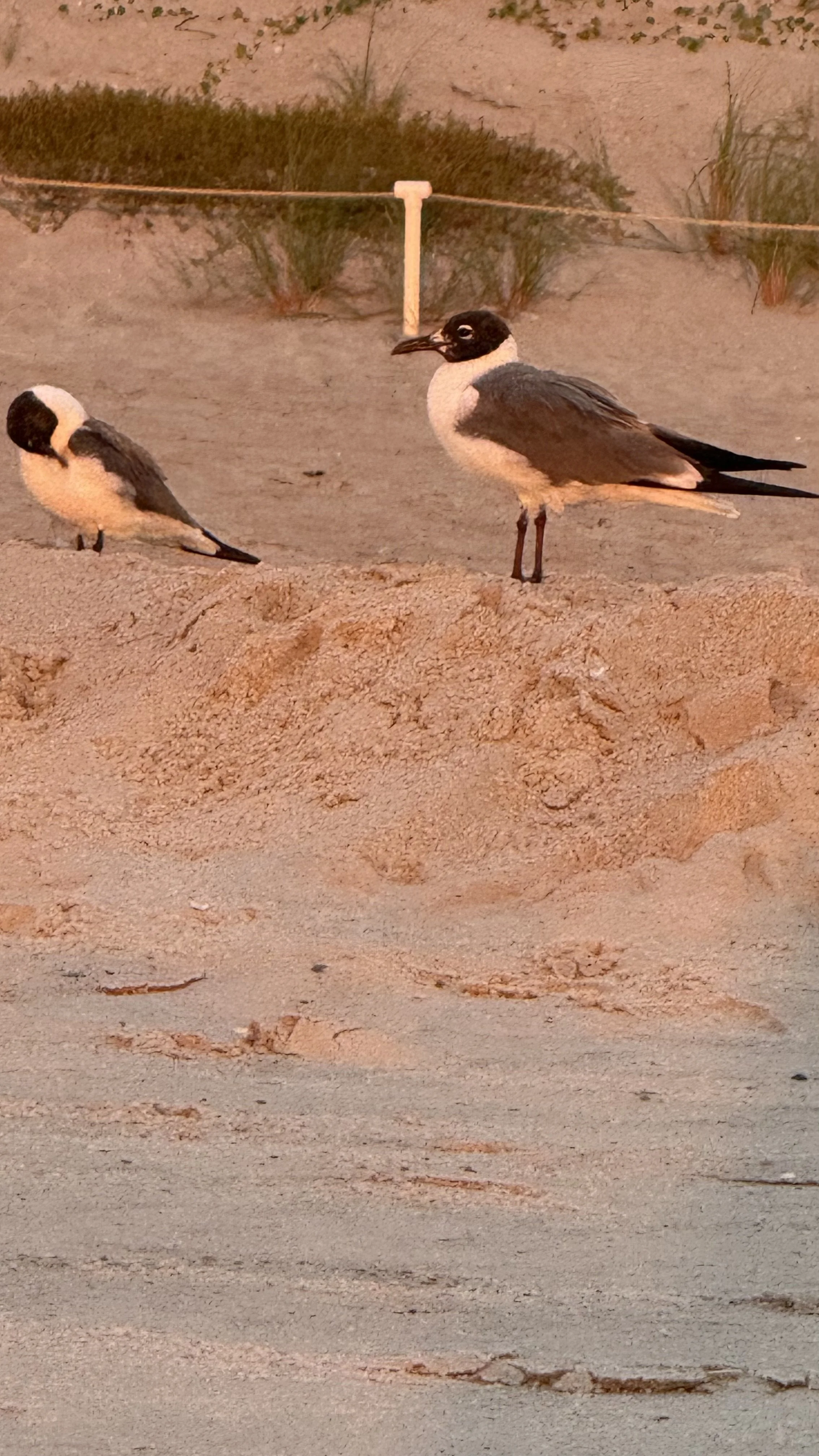 Two birds standing on sandy ground with dune grass in the background. One bird is looking down, and the other is facing sideways.