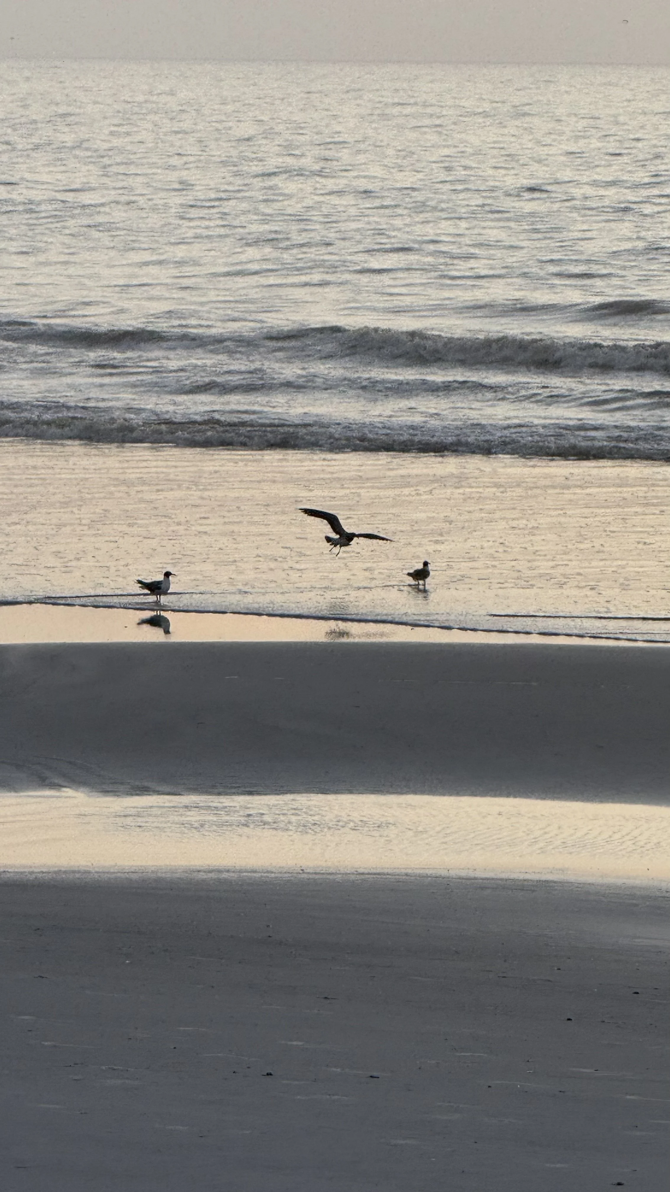 Seashore with three seagulls—one flying, two standing—near the water during sunset, with reflections in the wet sand.