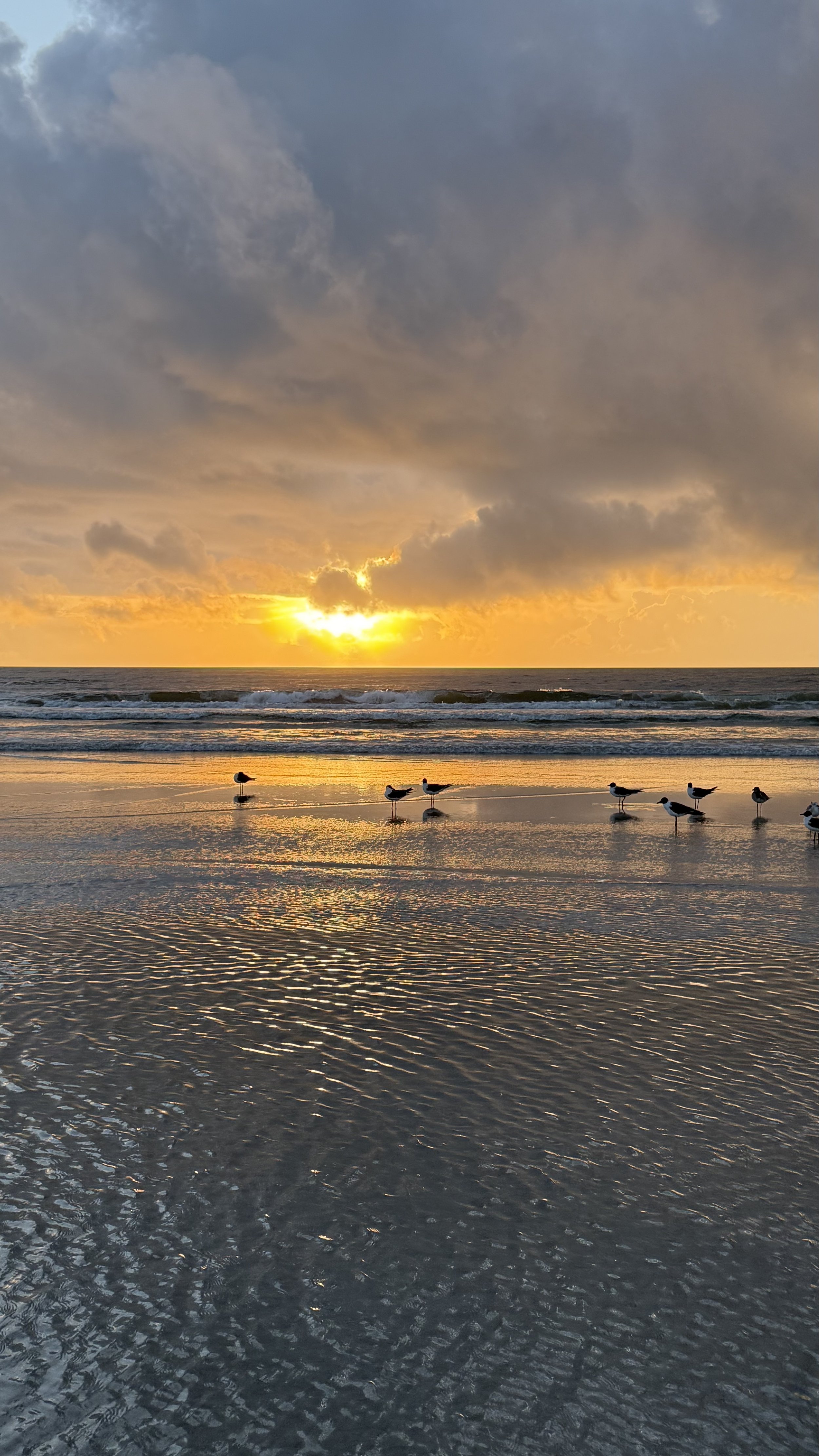 Seagulls standing on wet sand along the shoreline at sunset with cloudy sky and ocean waves in the background.