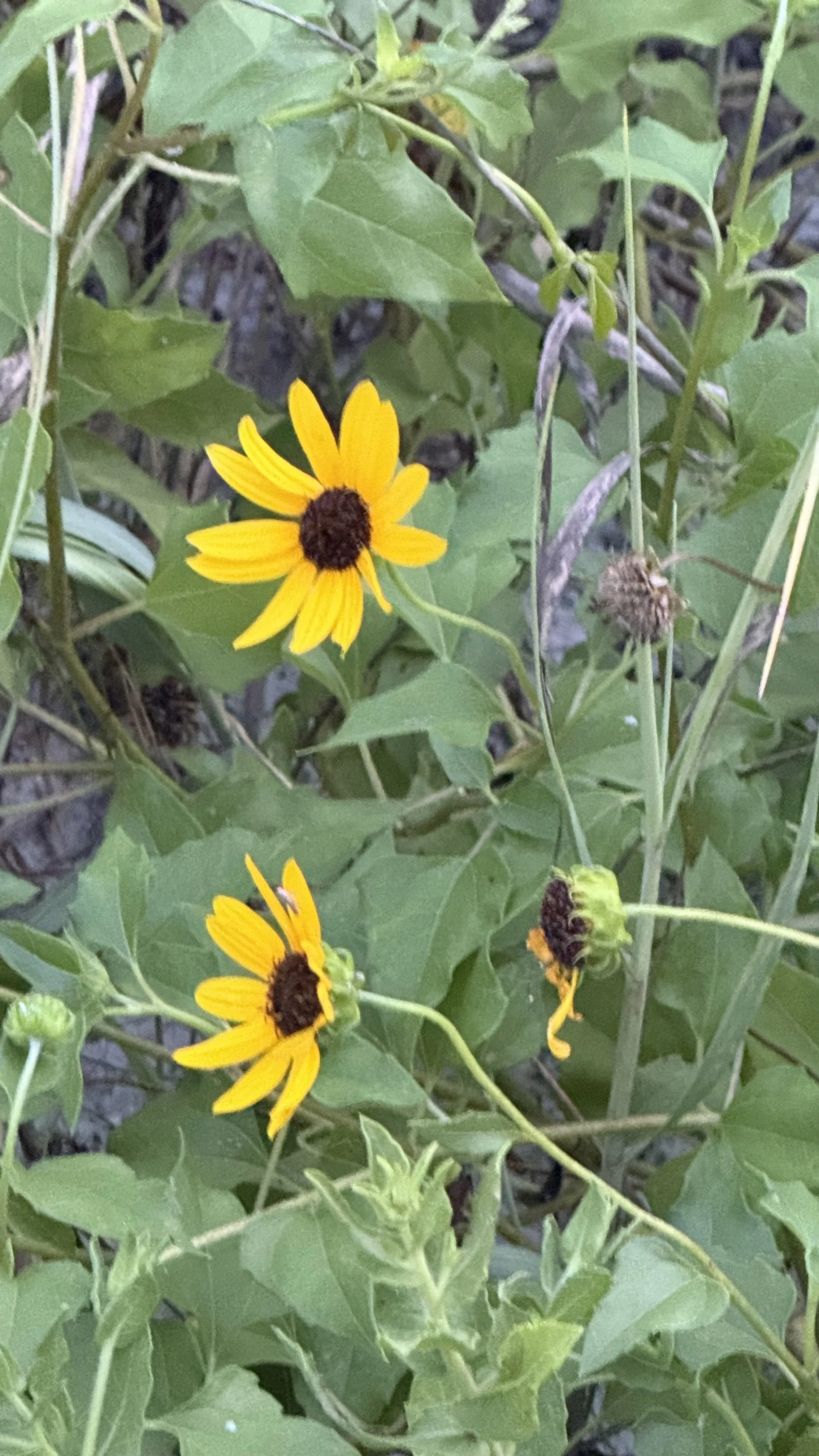 Beach sunflowers growing among green leaves and stems.