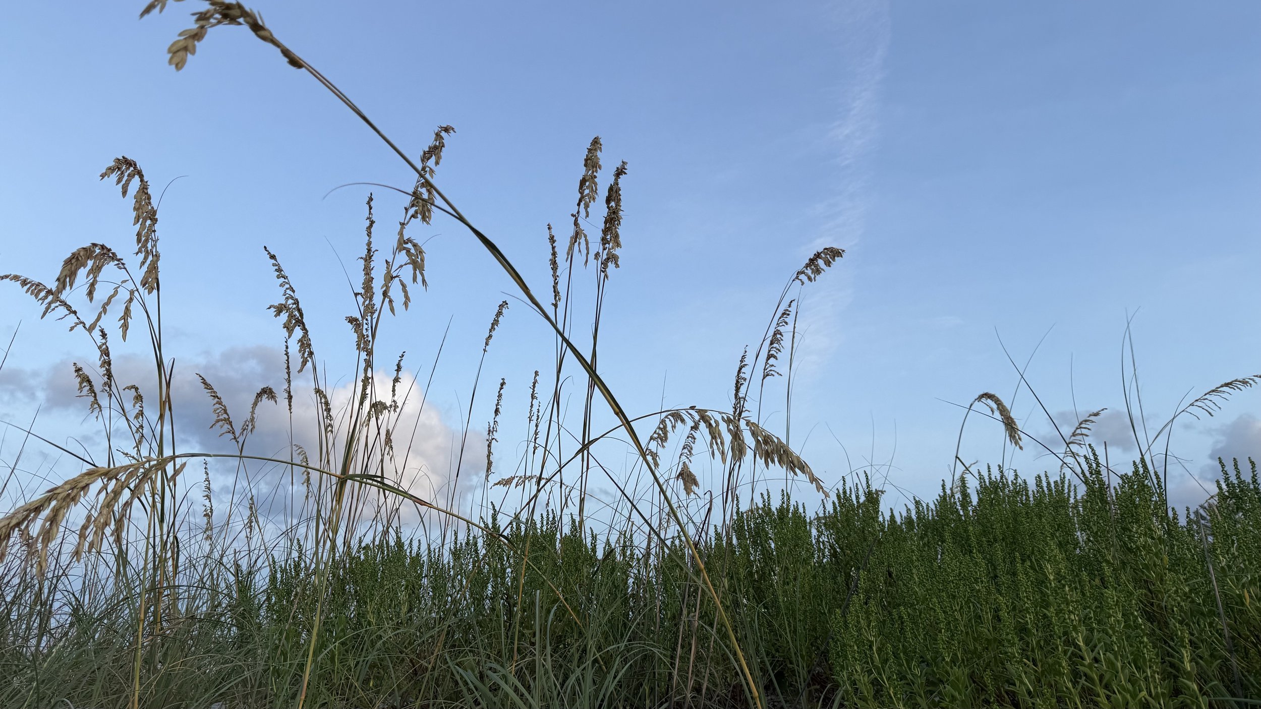Tall grasses and small shrubs in a field under a blue sky with a few clouds.