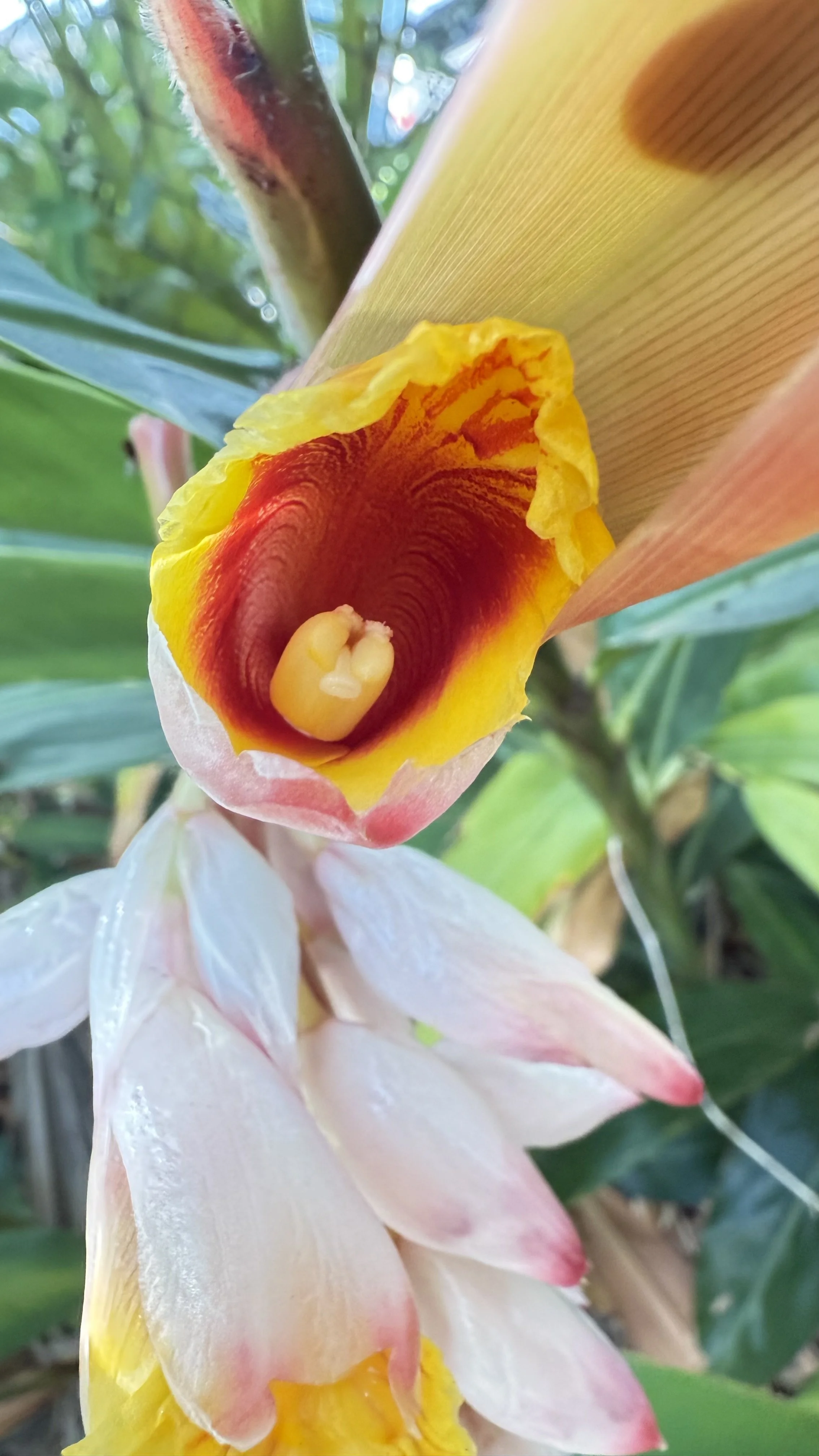 Close-up of a blooming flower, yellow and pink petals with a central dark red and brown area, surrounded by green foliage.