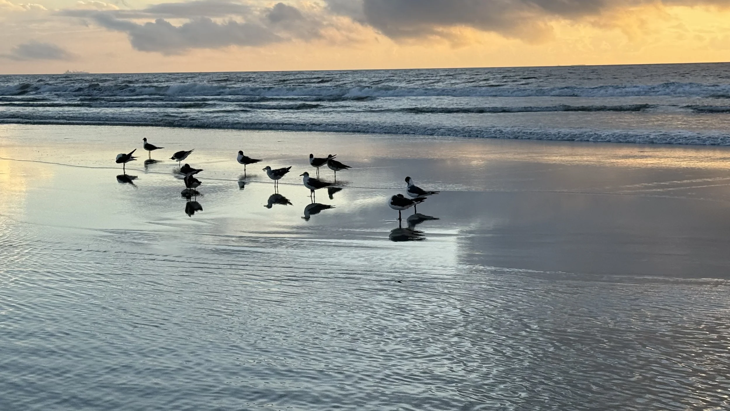Seagulls standing and reflecting on wet sand at the beach during sunset with clouds in the sky and ocean waves in the background.