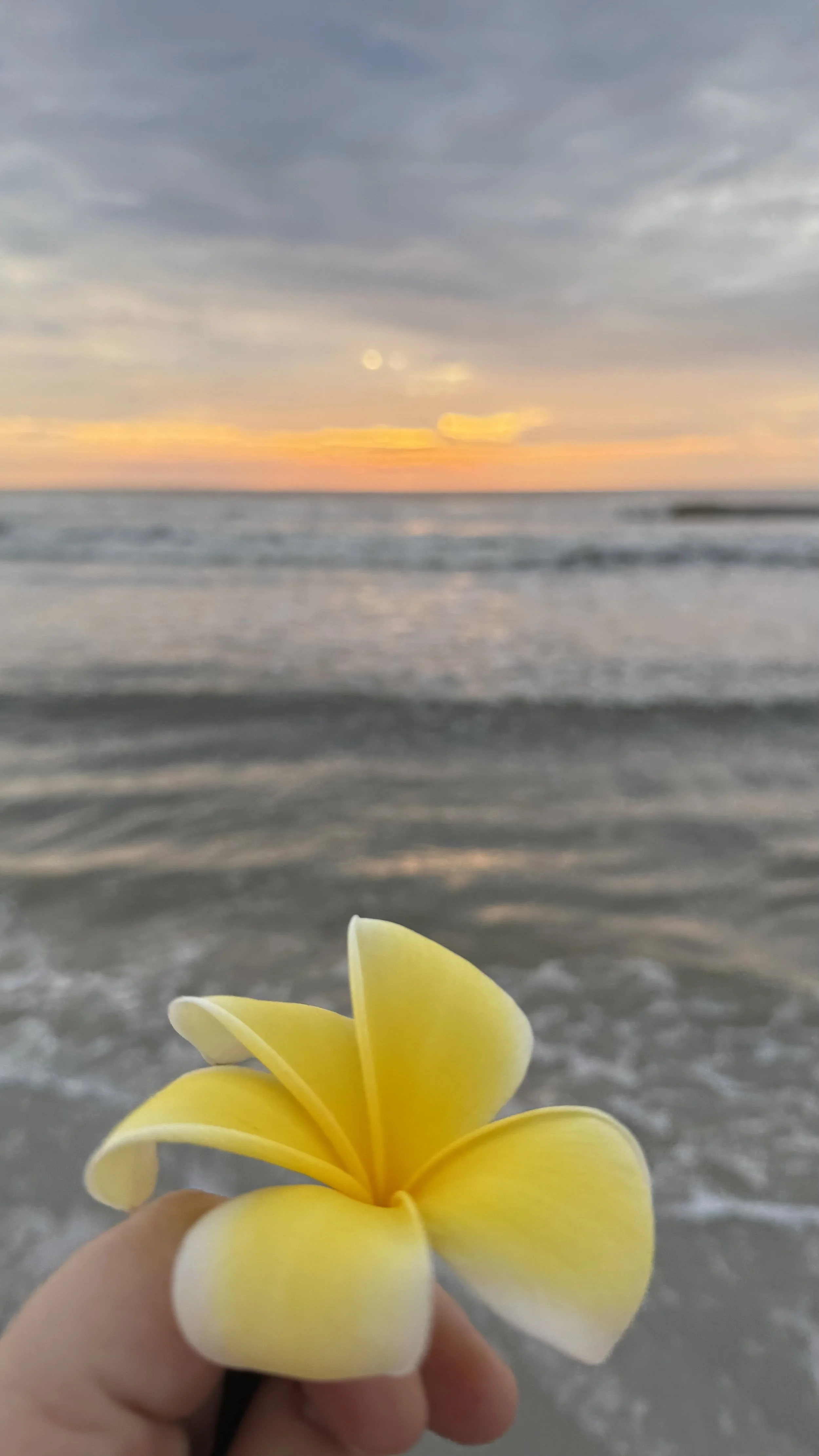 Yellow and white plumeria flower with a beach and sunset in the background.