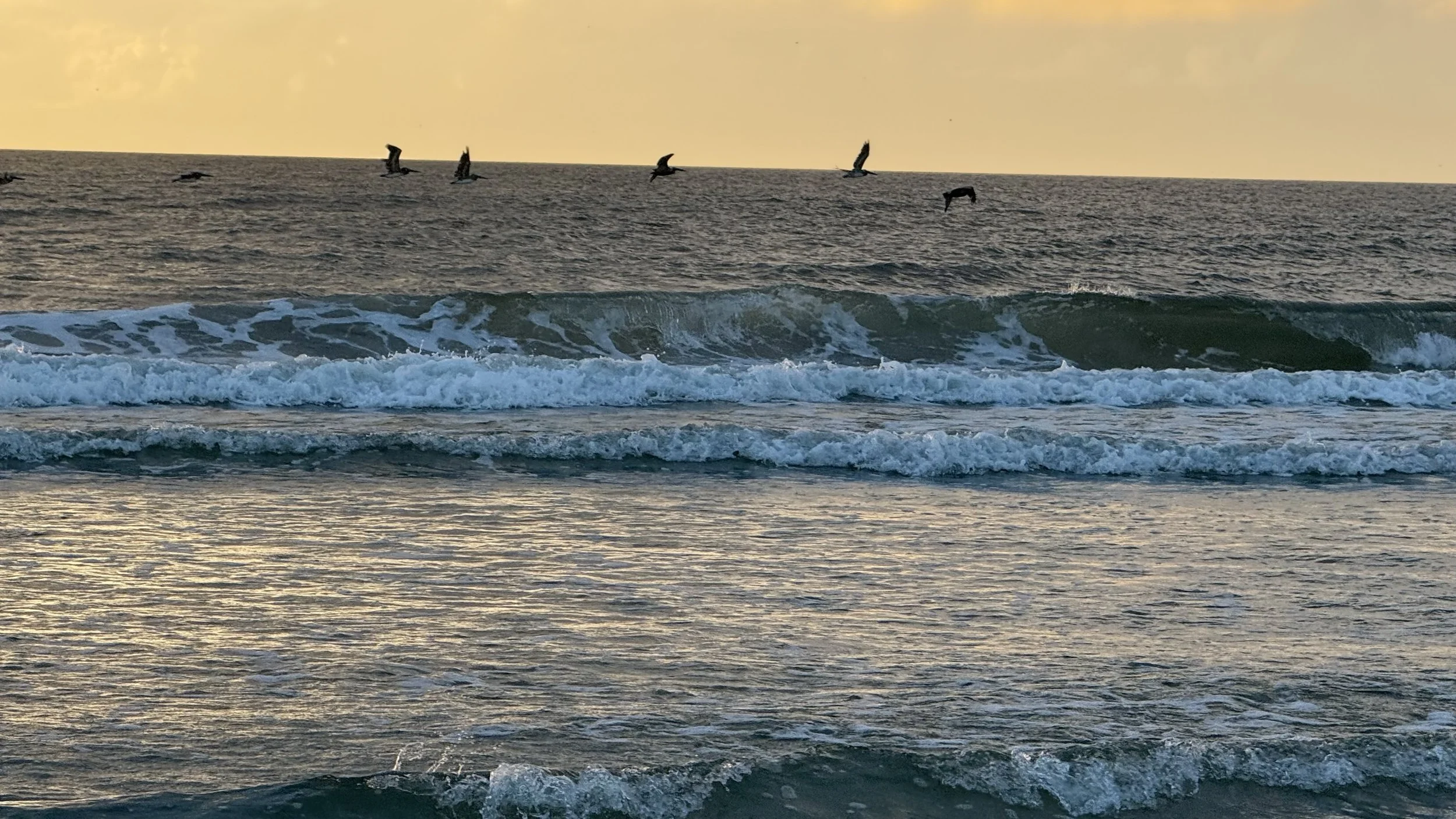 Pelicans flying low over the ocean at sunset, with waves and the sky in the background.