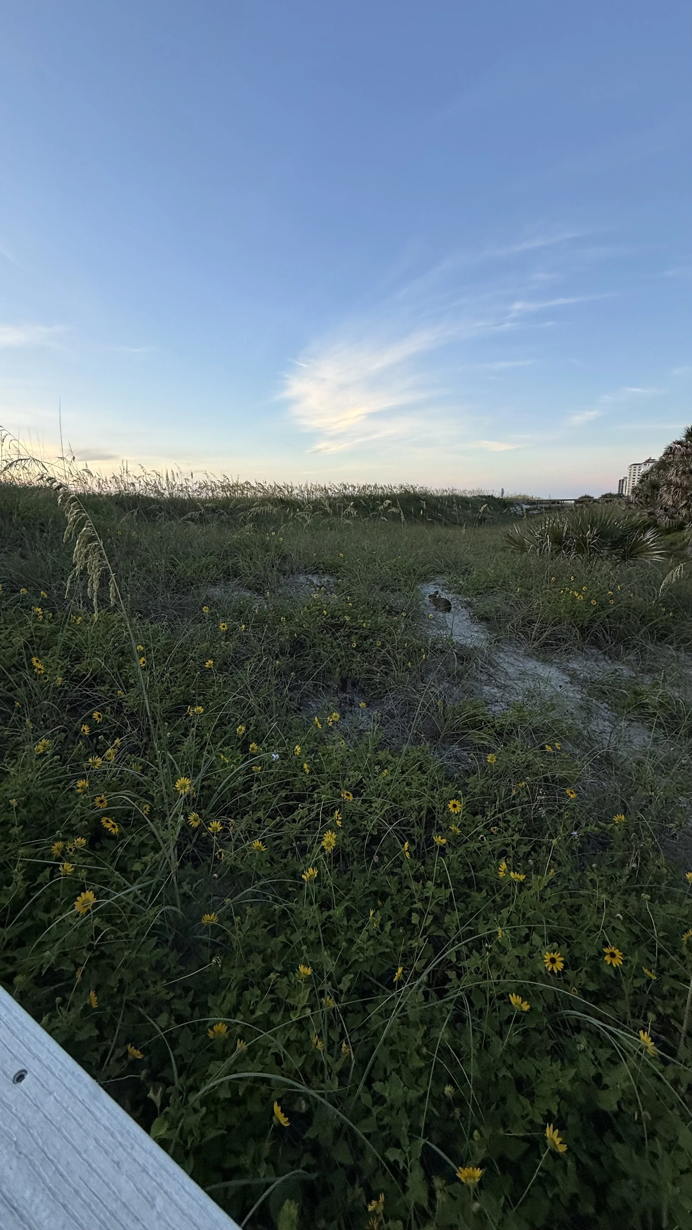 Beachside vegetation with green grass and yellow flowers, and a sandy path leading towards the horizon with a clear blue sky overhead.