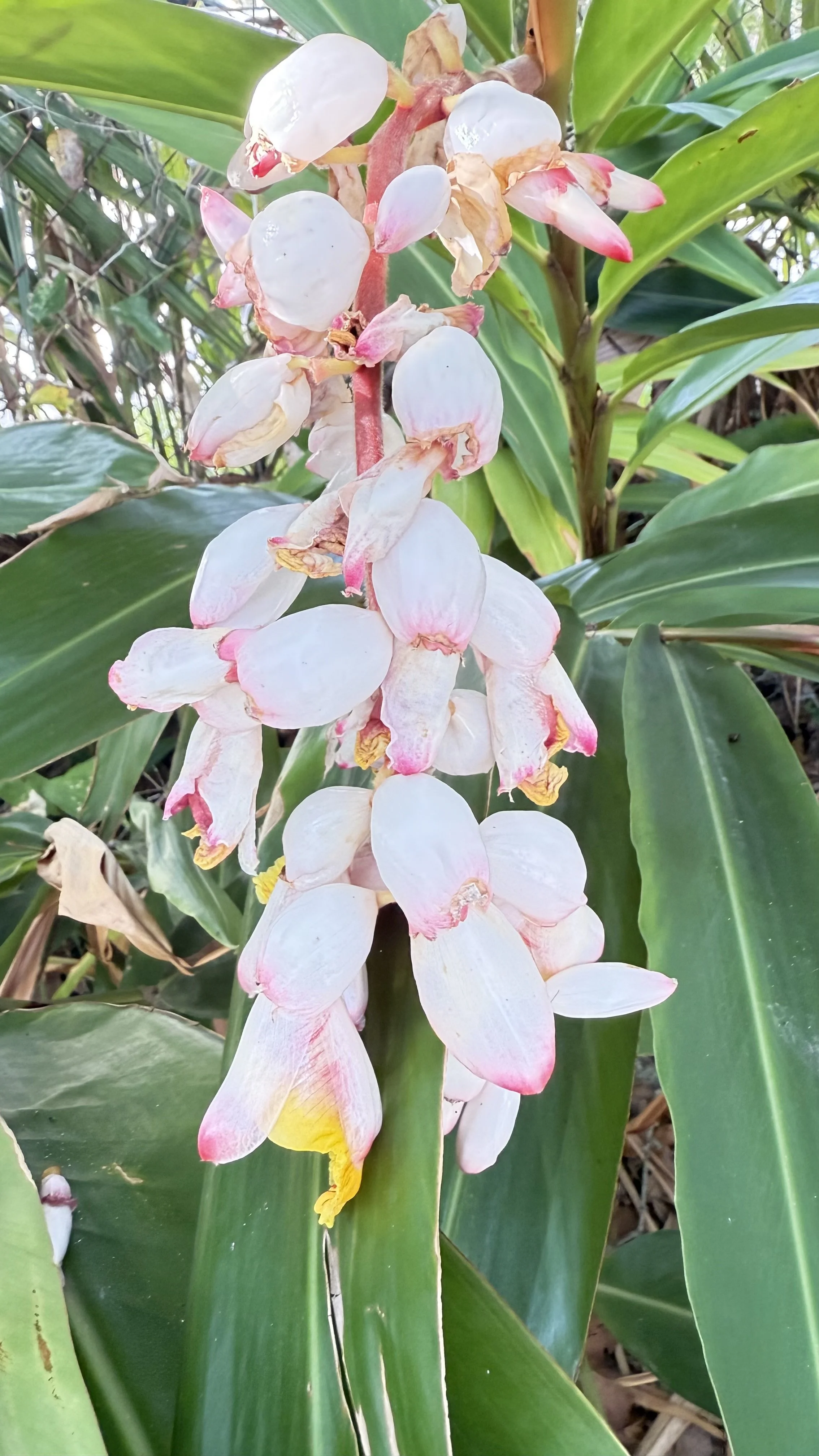 A cluster of white and pink flowers growing on a plant with large green leaves.