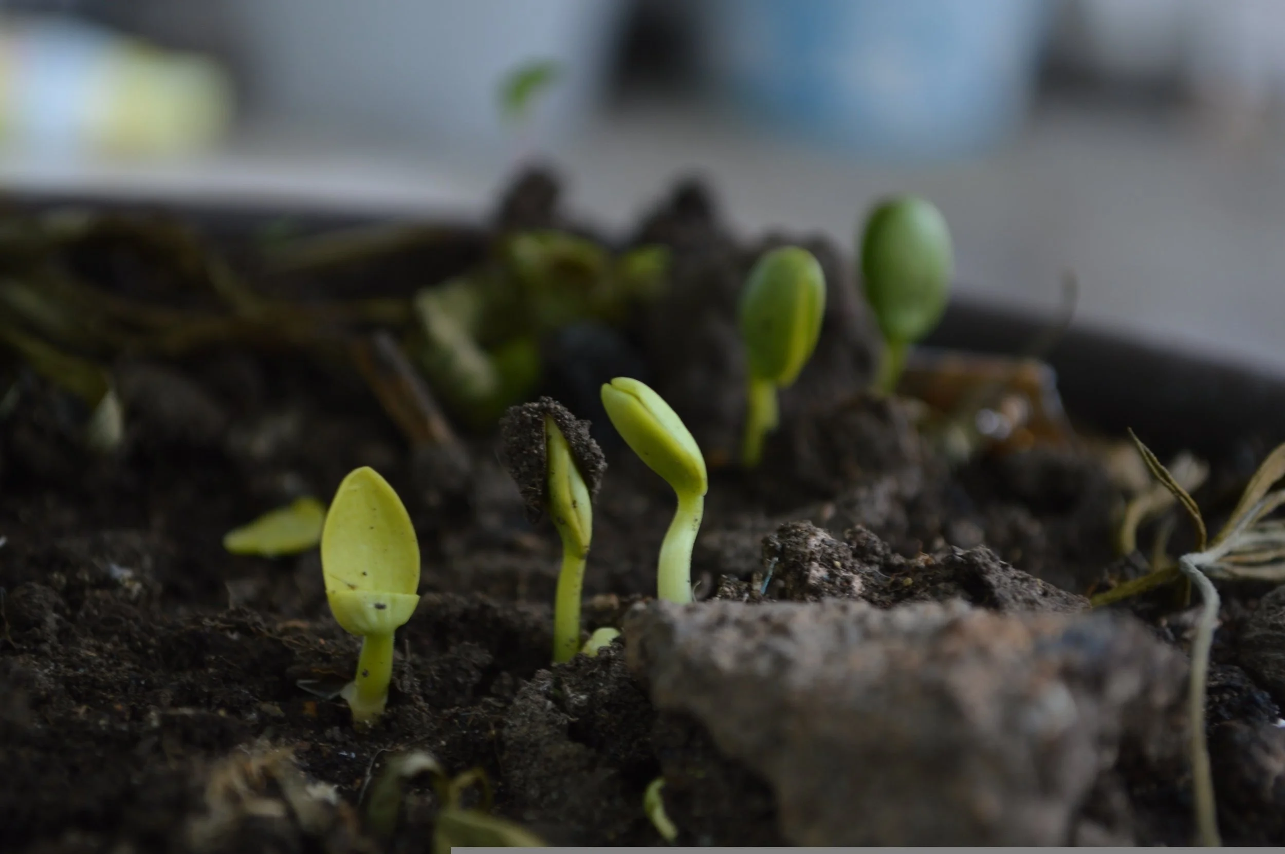 Close-up of small green seedlings sprouting from dark soil.