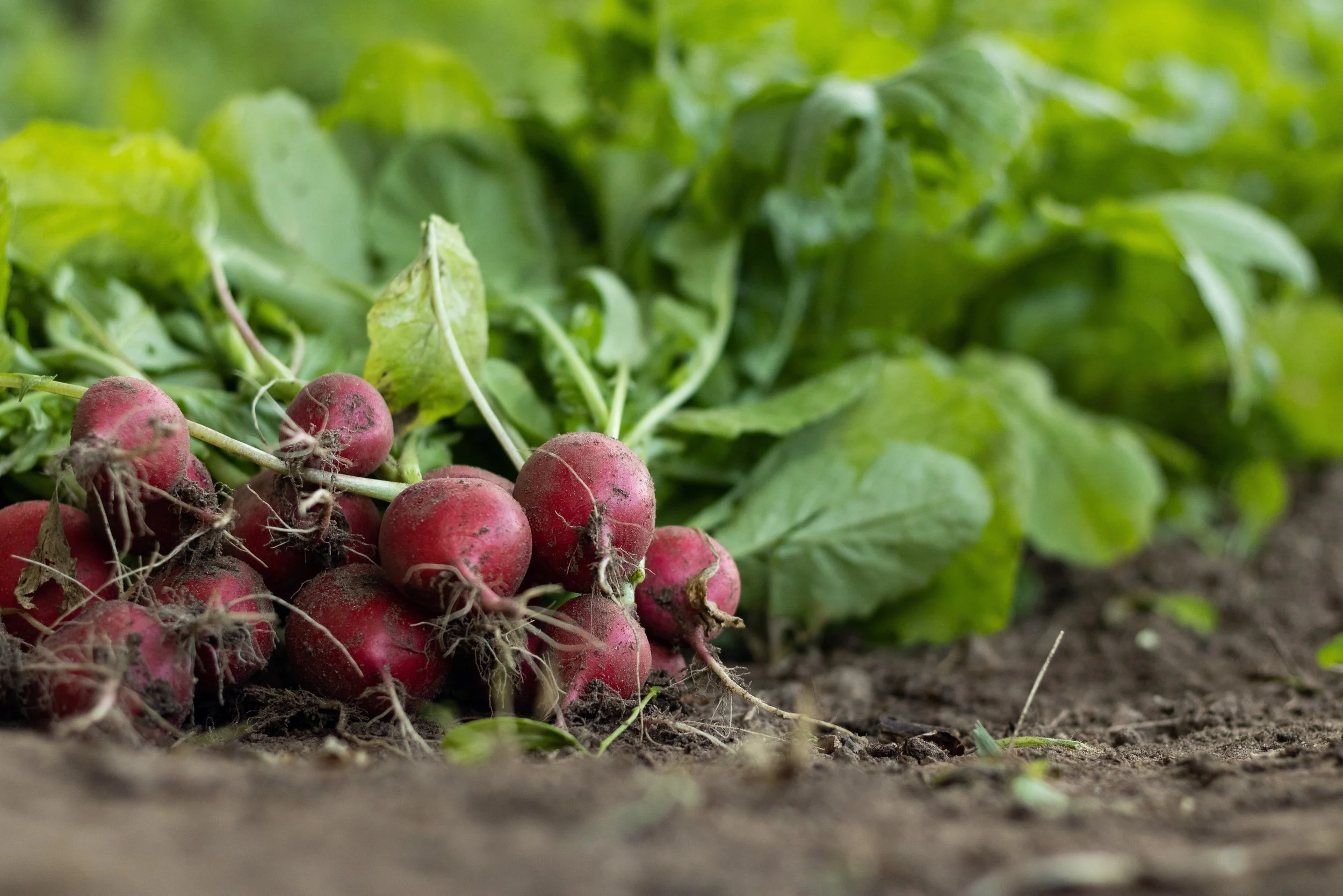 Radishes harvested from the soil with green leaves in the background.
