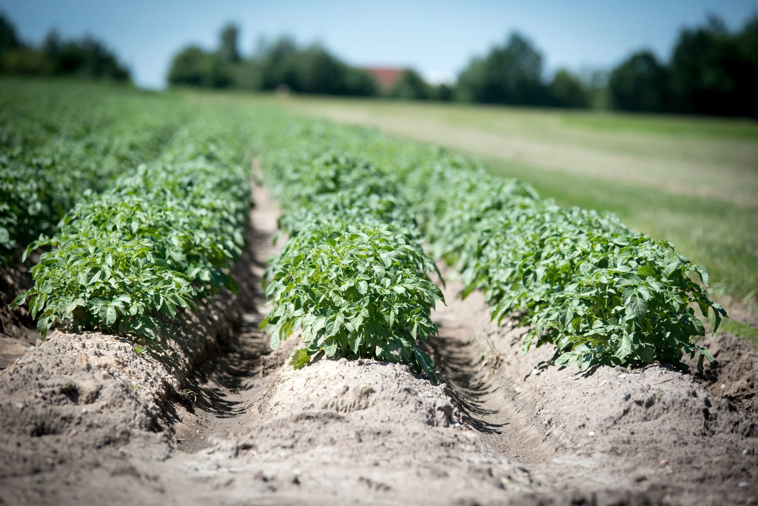 Rows of green tomato plants growing in a farm field with soil furrows between the rows and trees in the background on a sunny day.