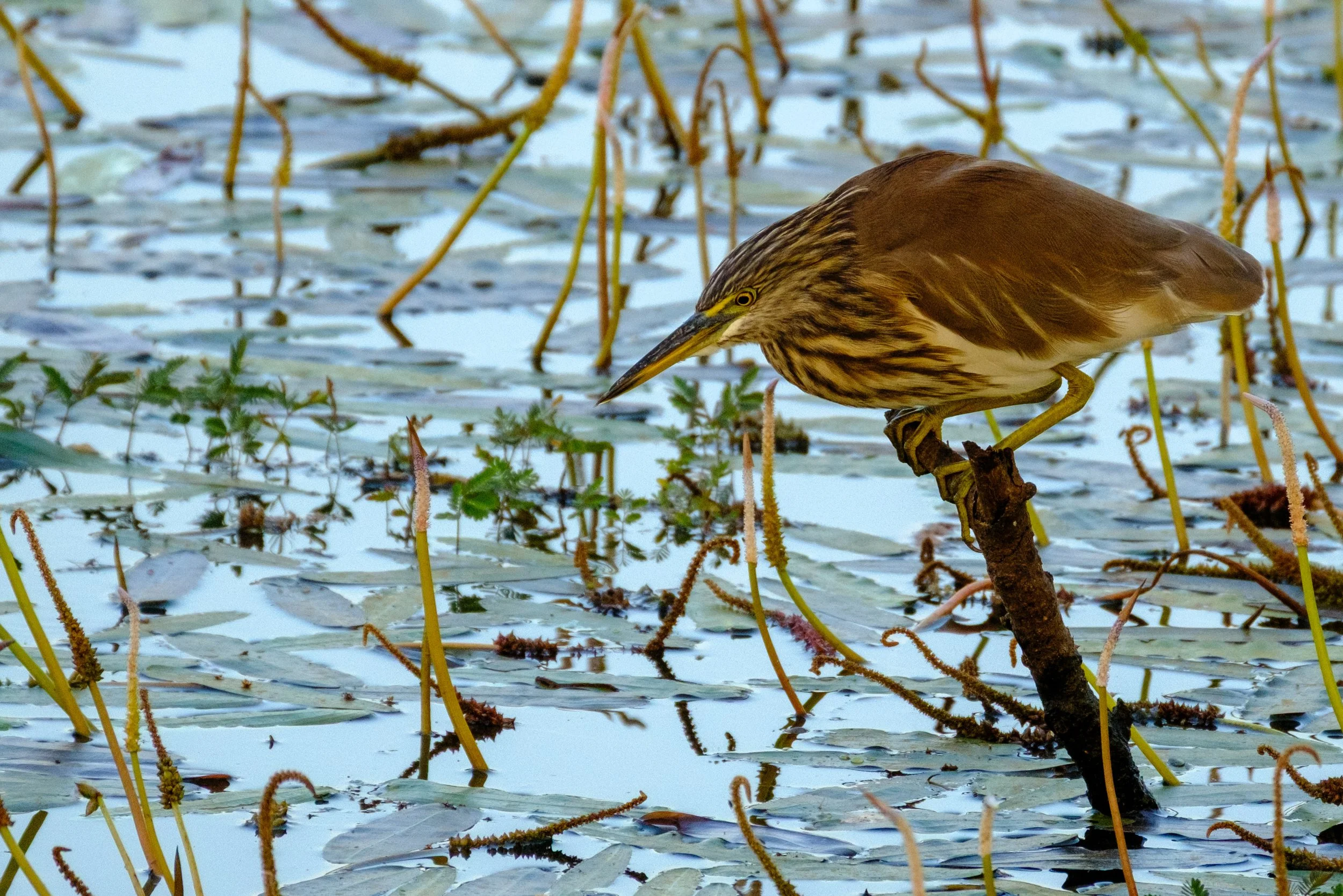 Heron hunting