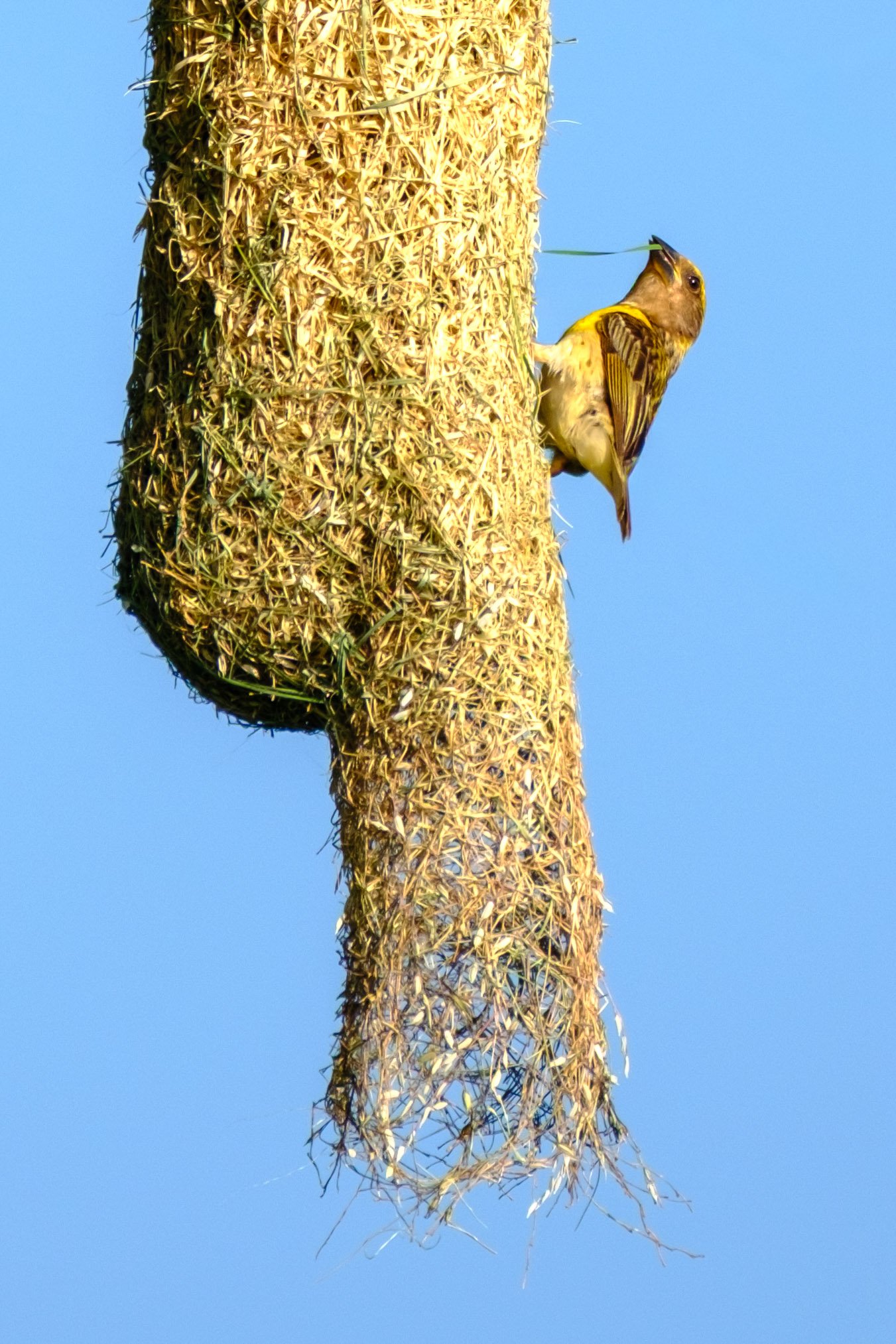 Weaver bird hard at work