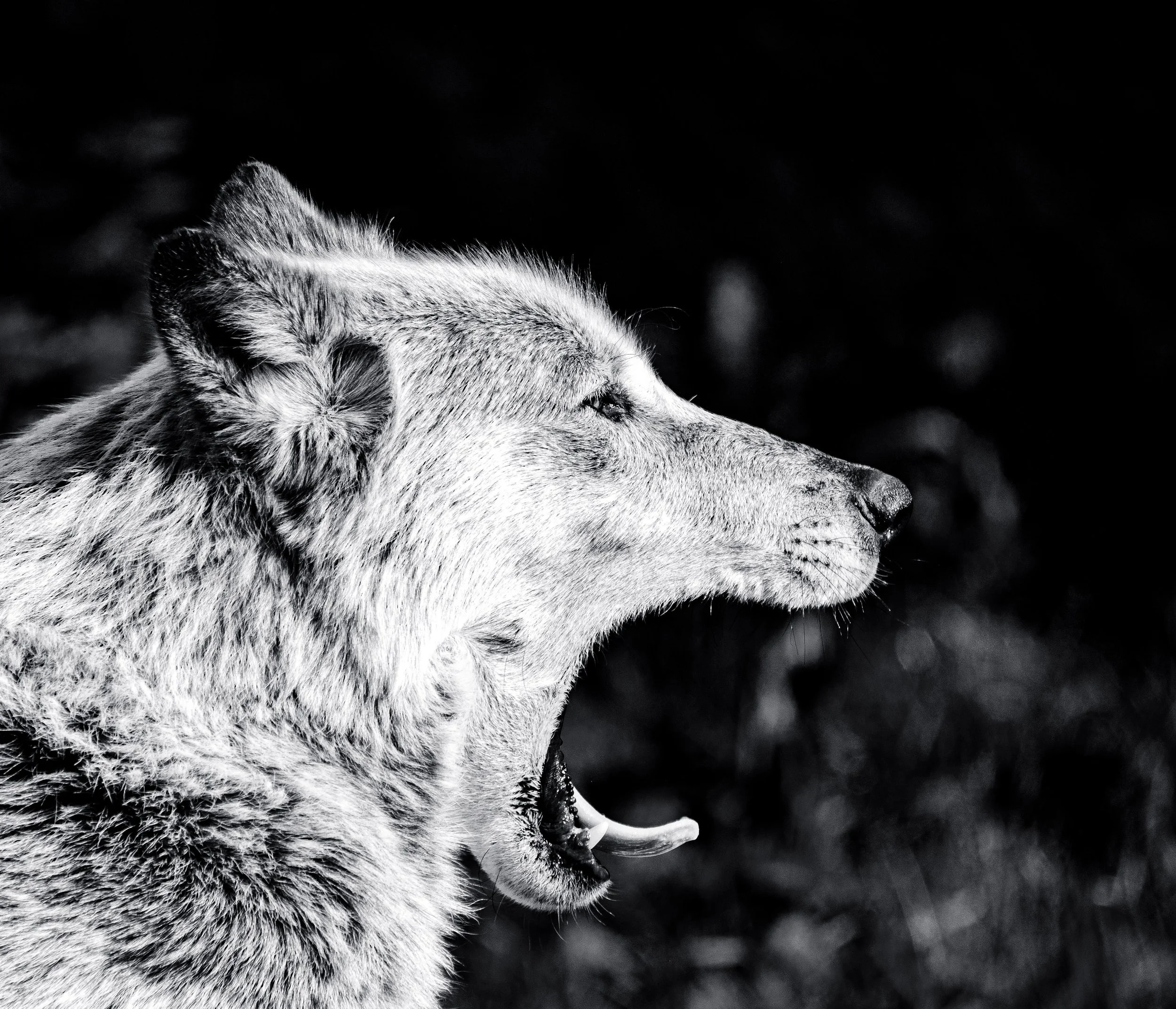 Black and white wolf yawning