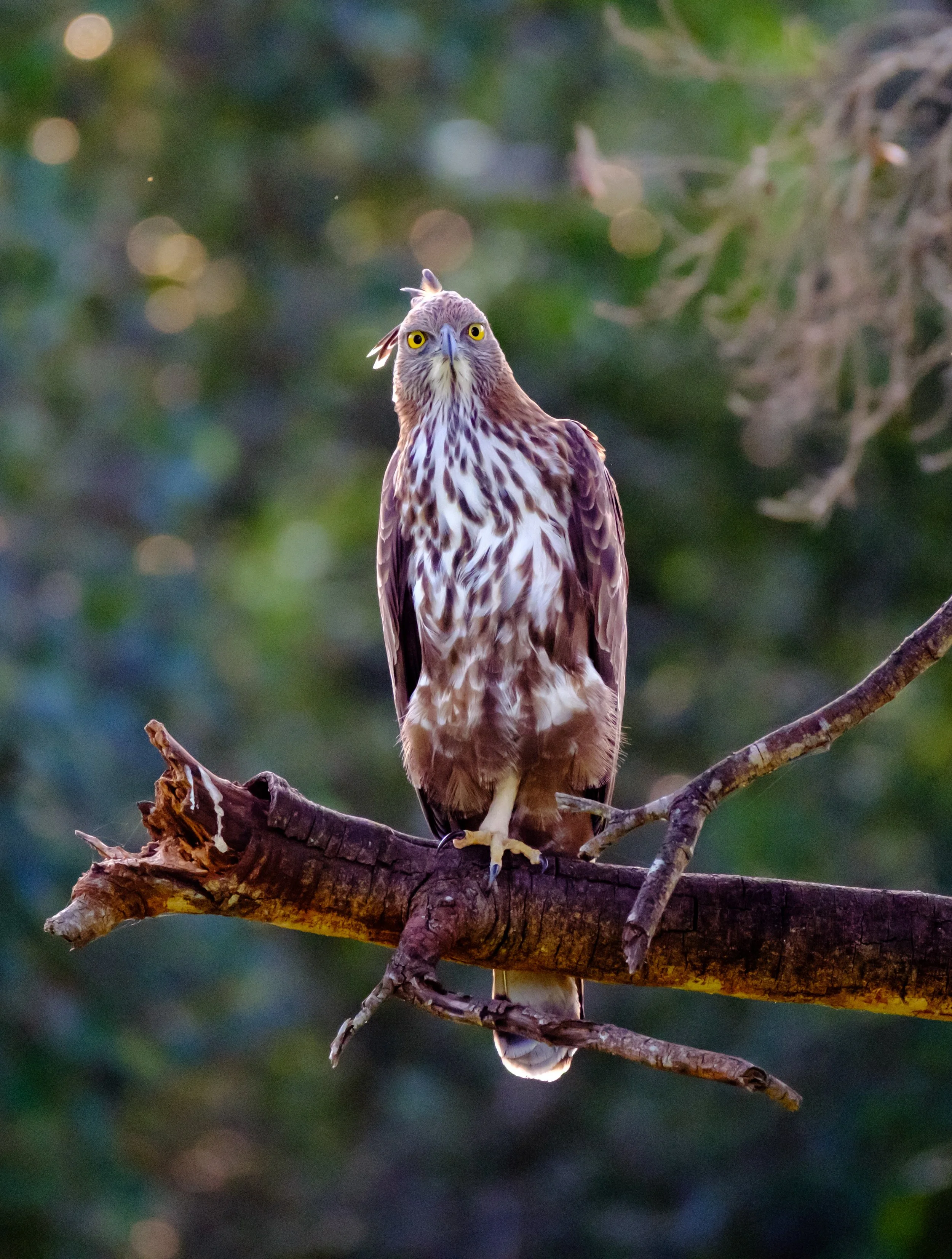 A curious eagle