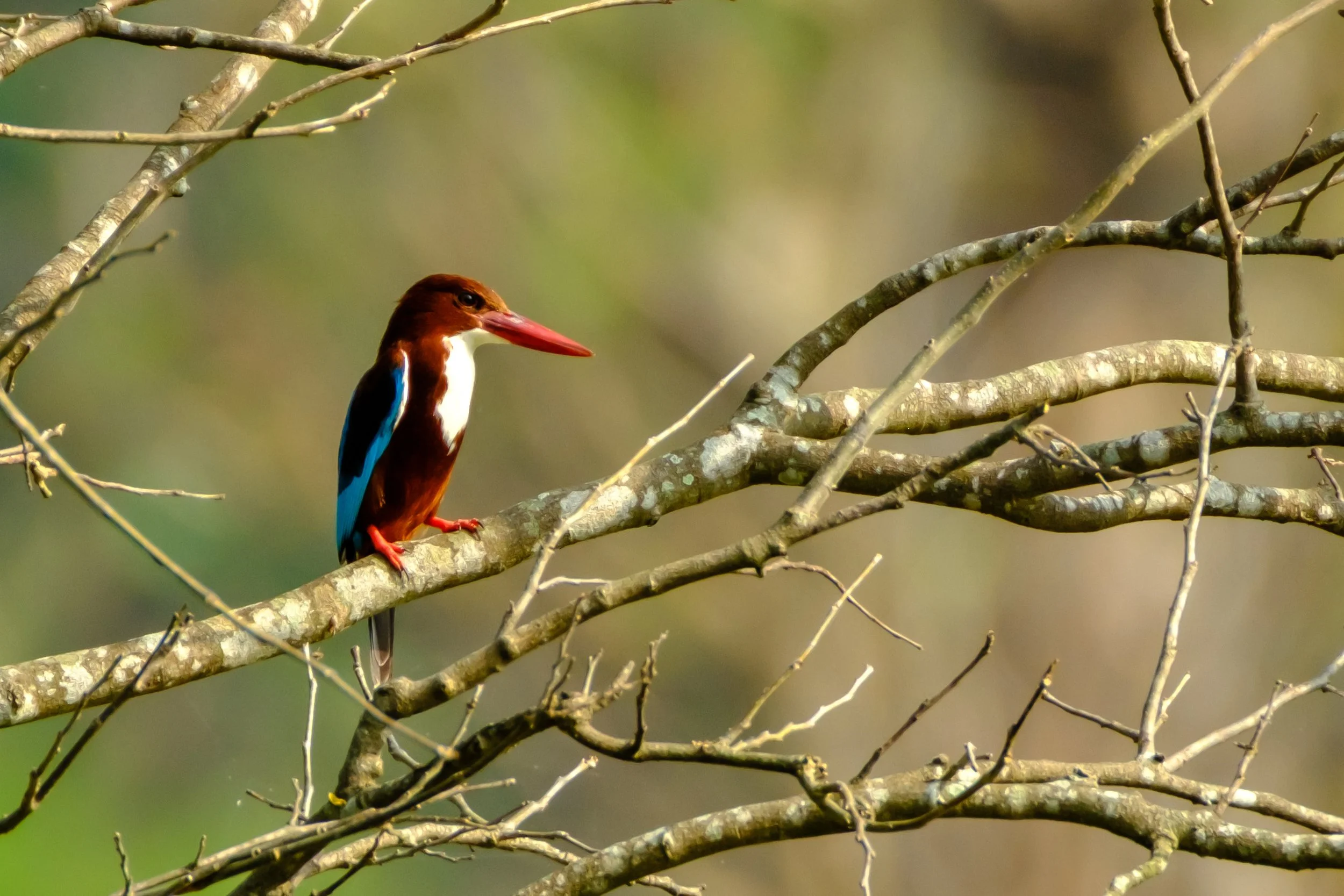 Sri Lankan Kingfisher