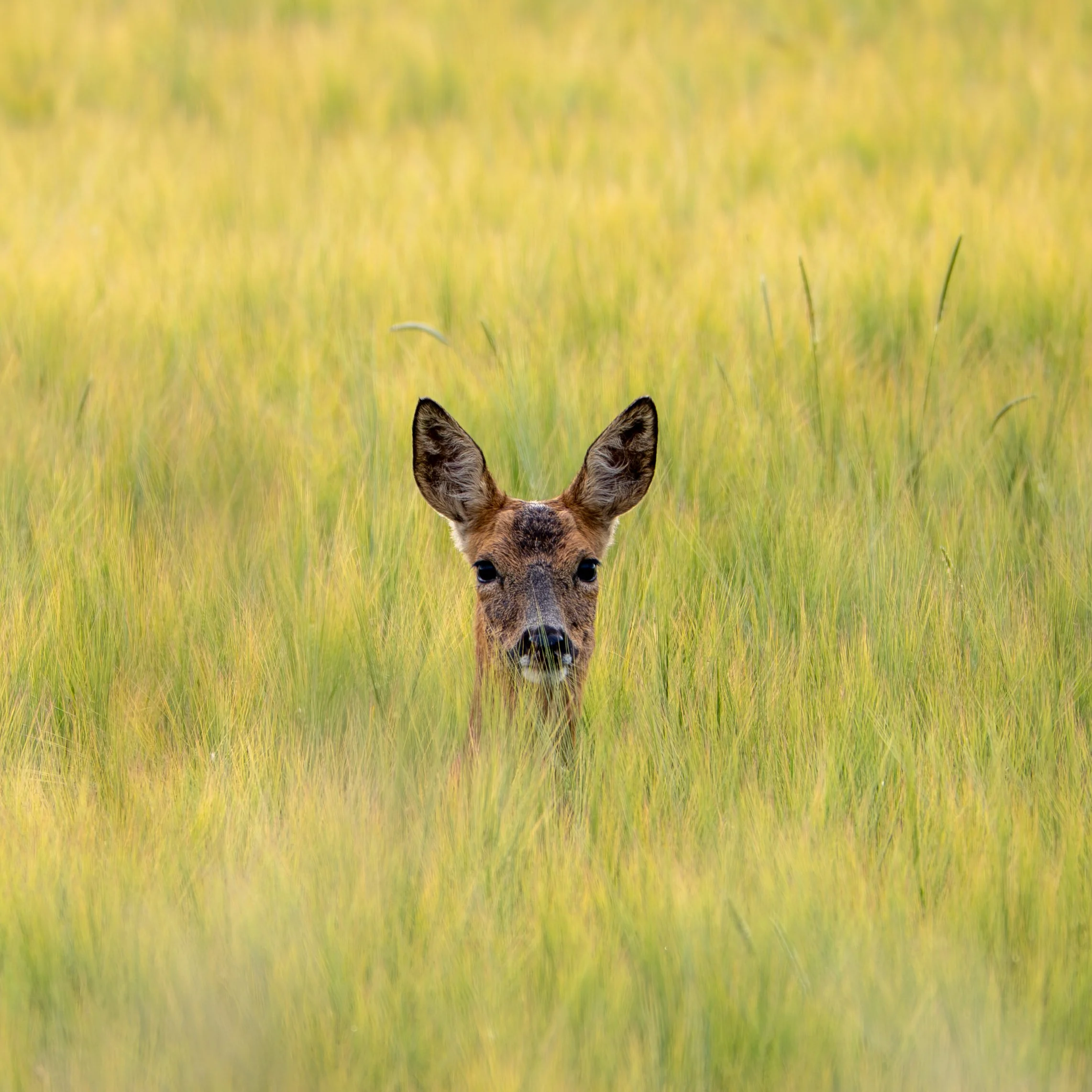 A deer pops up in crops