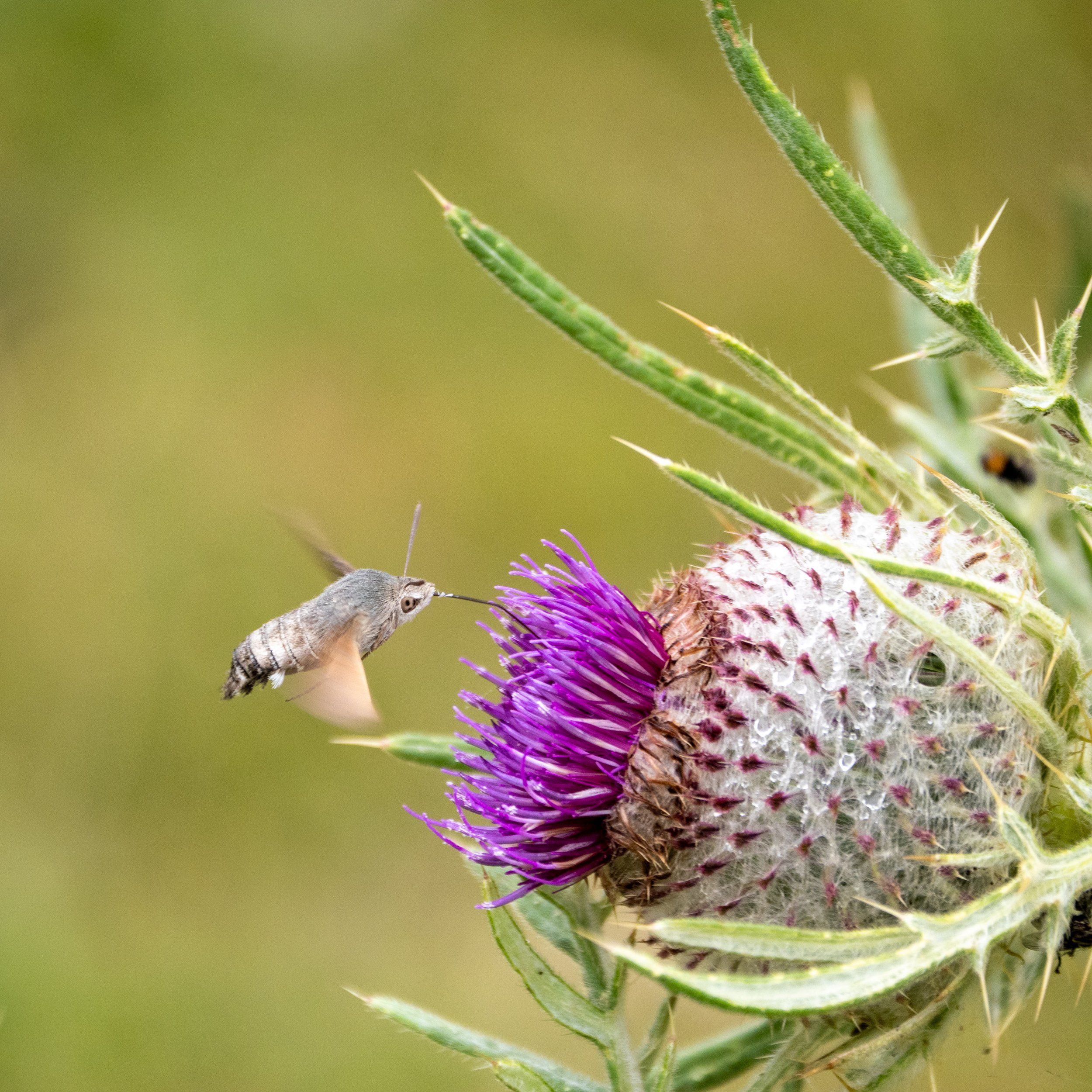 An Elephant Hawk Moth feeding