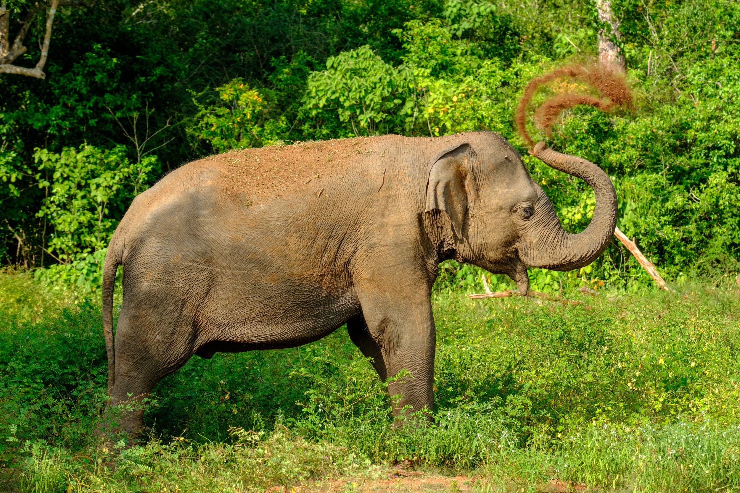 Elephant washing itself with earth
