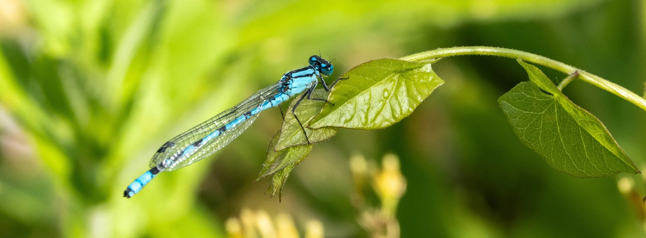A vivd blue dragonfly