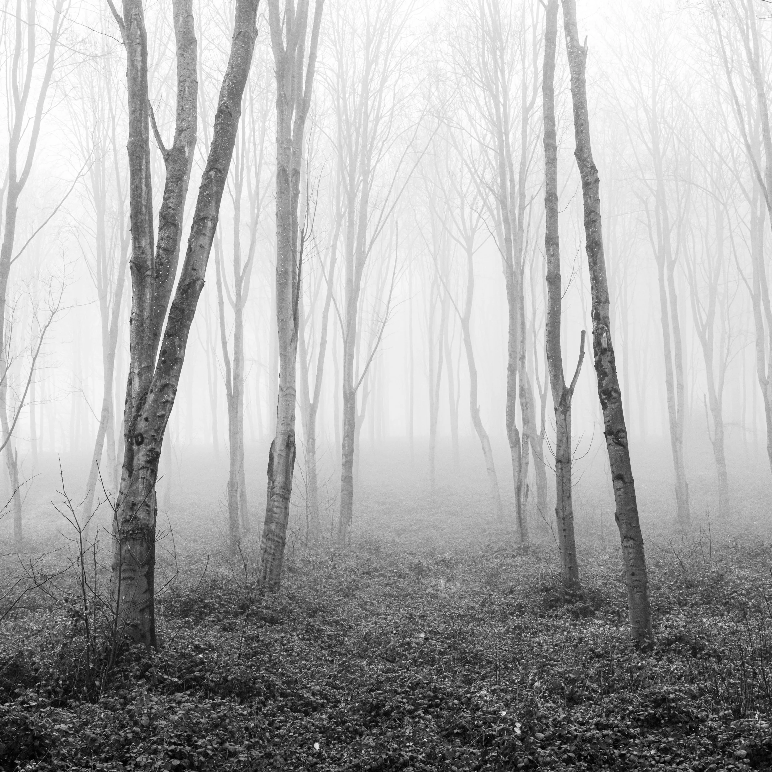 Misty trees - black and white